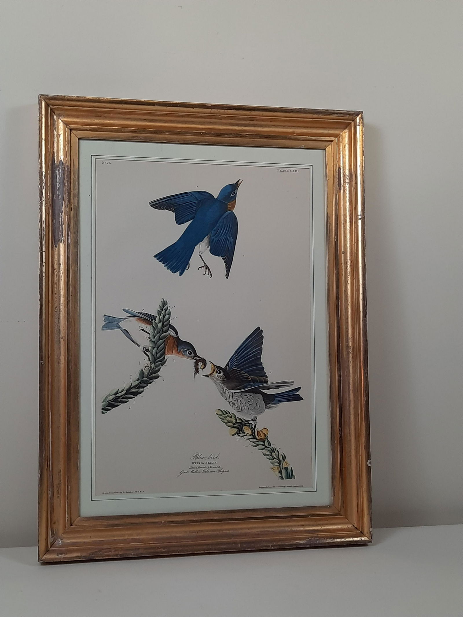 Aft Audubon Blue-Bird Print (1 of 5)
