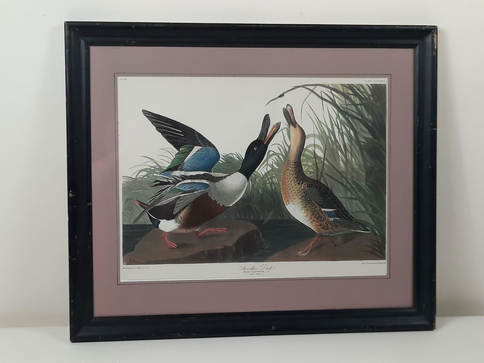 Aft. Audubon Shoveller Duck Print (1 of 4)