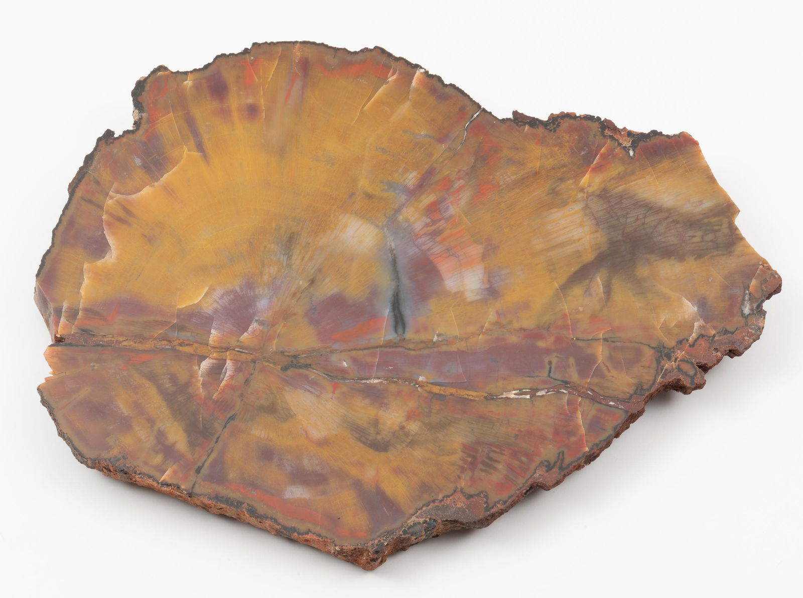 Polished Petrified Wood Slice (1 of 4)