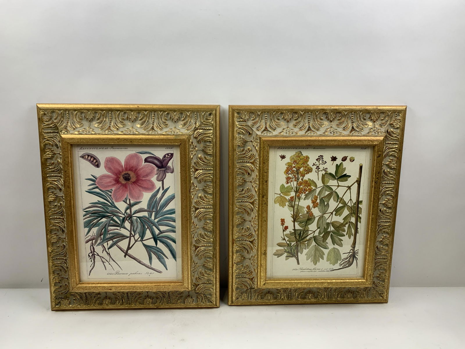 2 Botanical Prints in Elaborate Frames (1 of 7)