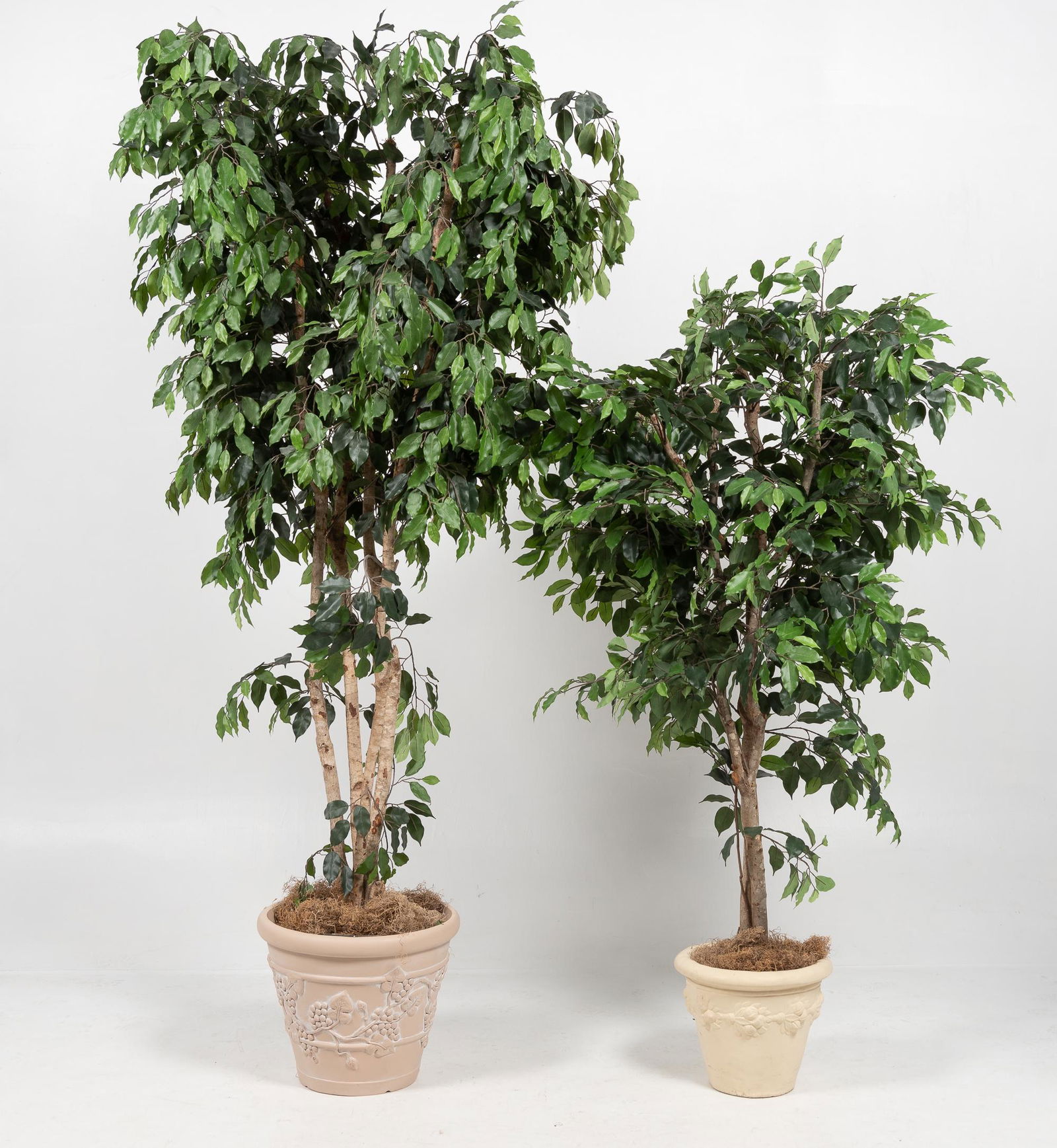 Two Silk Ficus Trees (1 of 4)