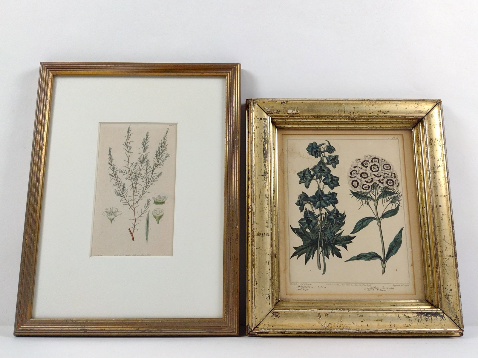 2 Botanical Prints incl S. Curtis (1 of 8)