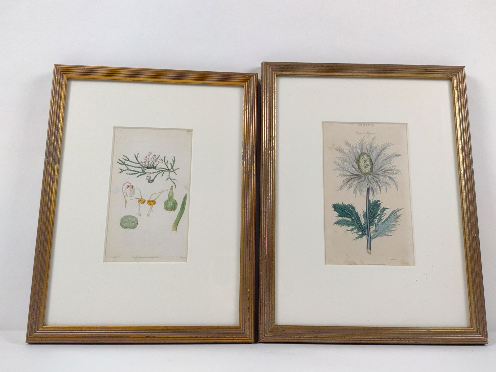 2 Botanical Prints incl "Botany" (1 of 5)