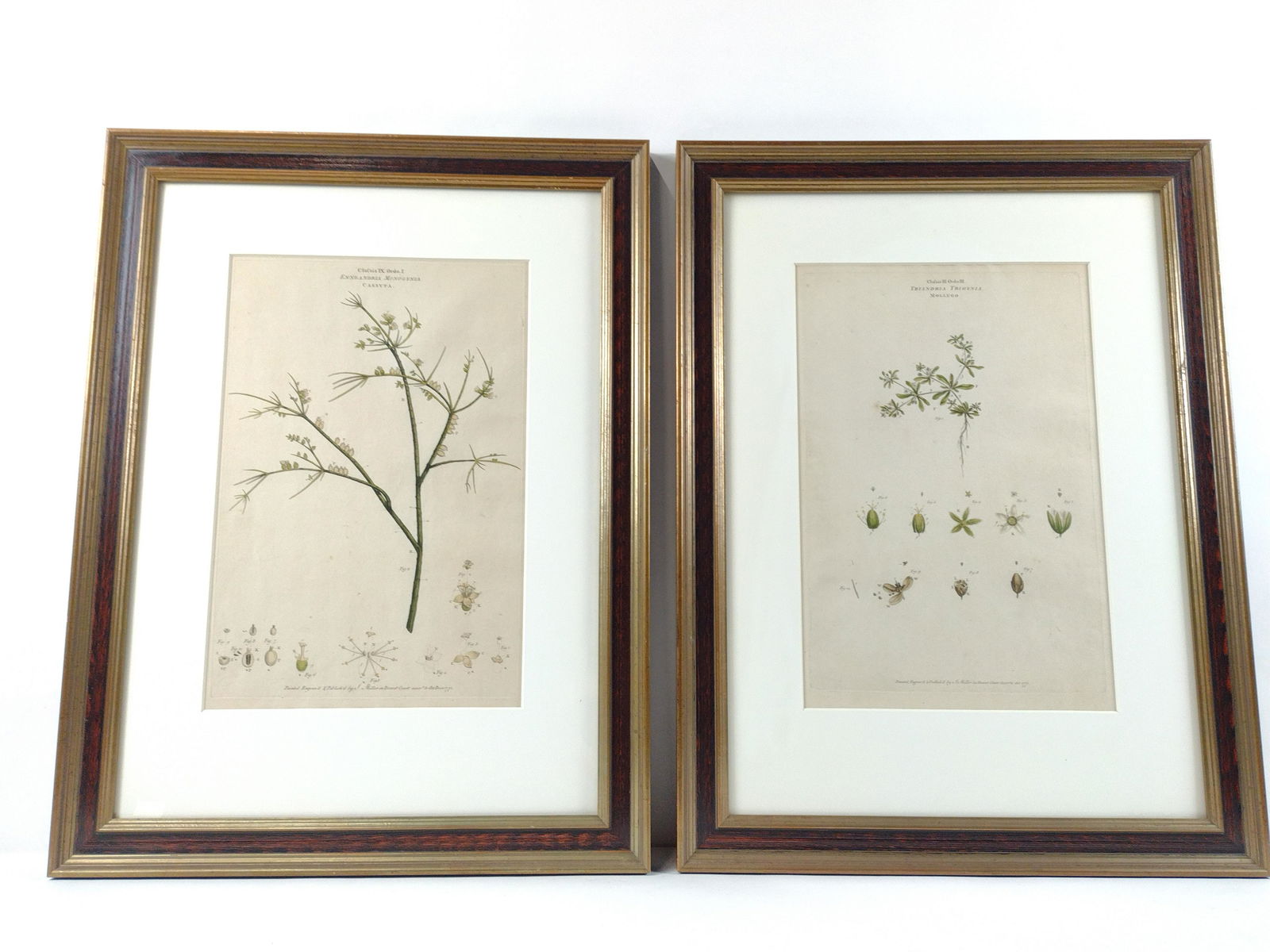 2 J Miller Engravings incl Cassyta (1 of 6)