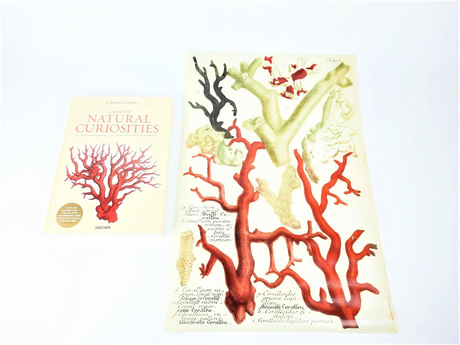Cabinet of Natural Curiosities Book and Coral Print (1 of 1)
