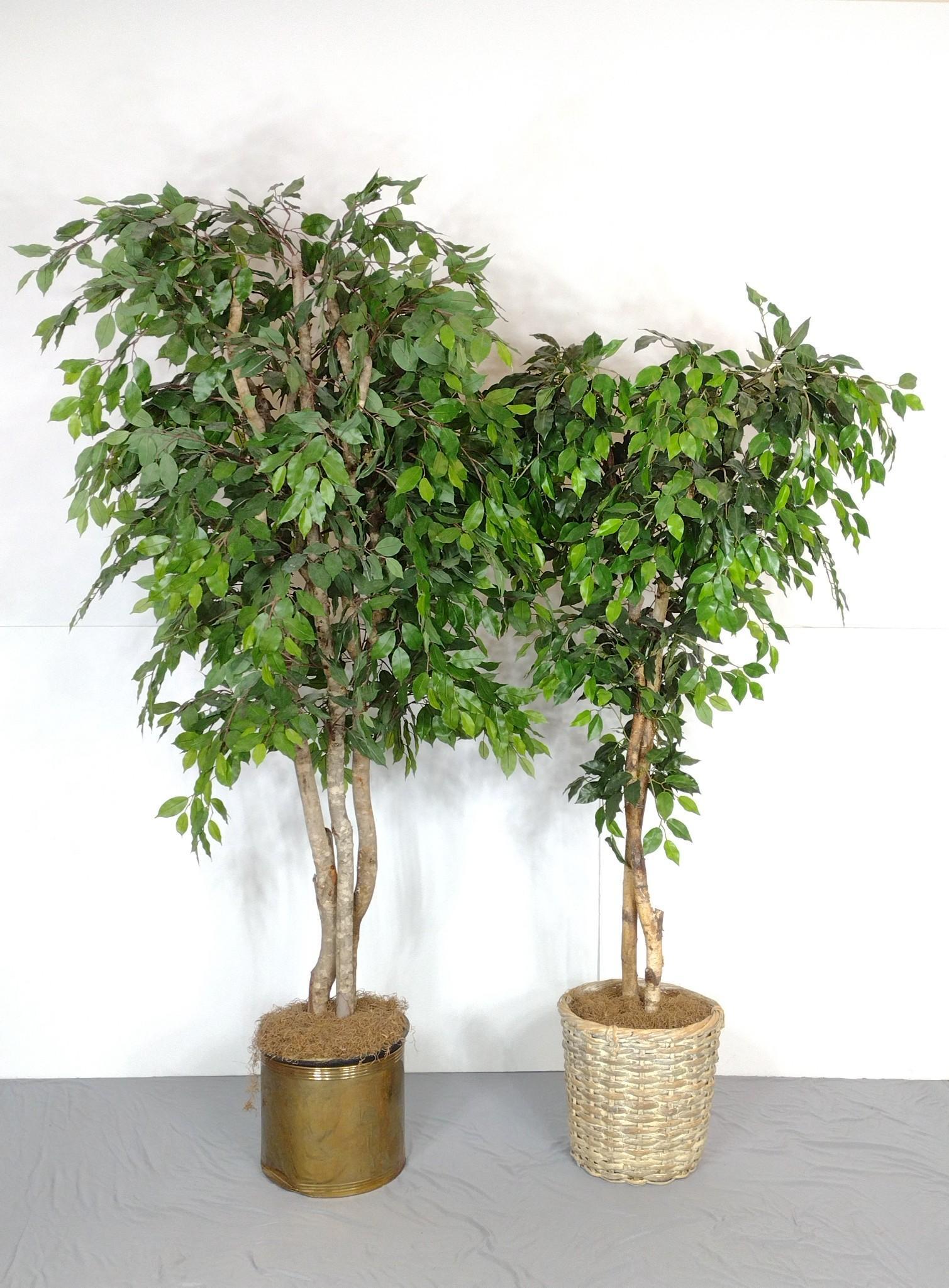 2 Artificial Ficus Trees (1 of 4)