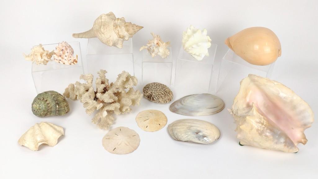 15 Pcs Shells and Coral (1 of 1)