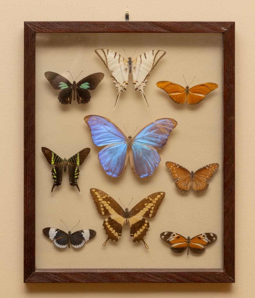 Framed Butterfly Display (1 of 1)
