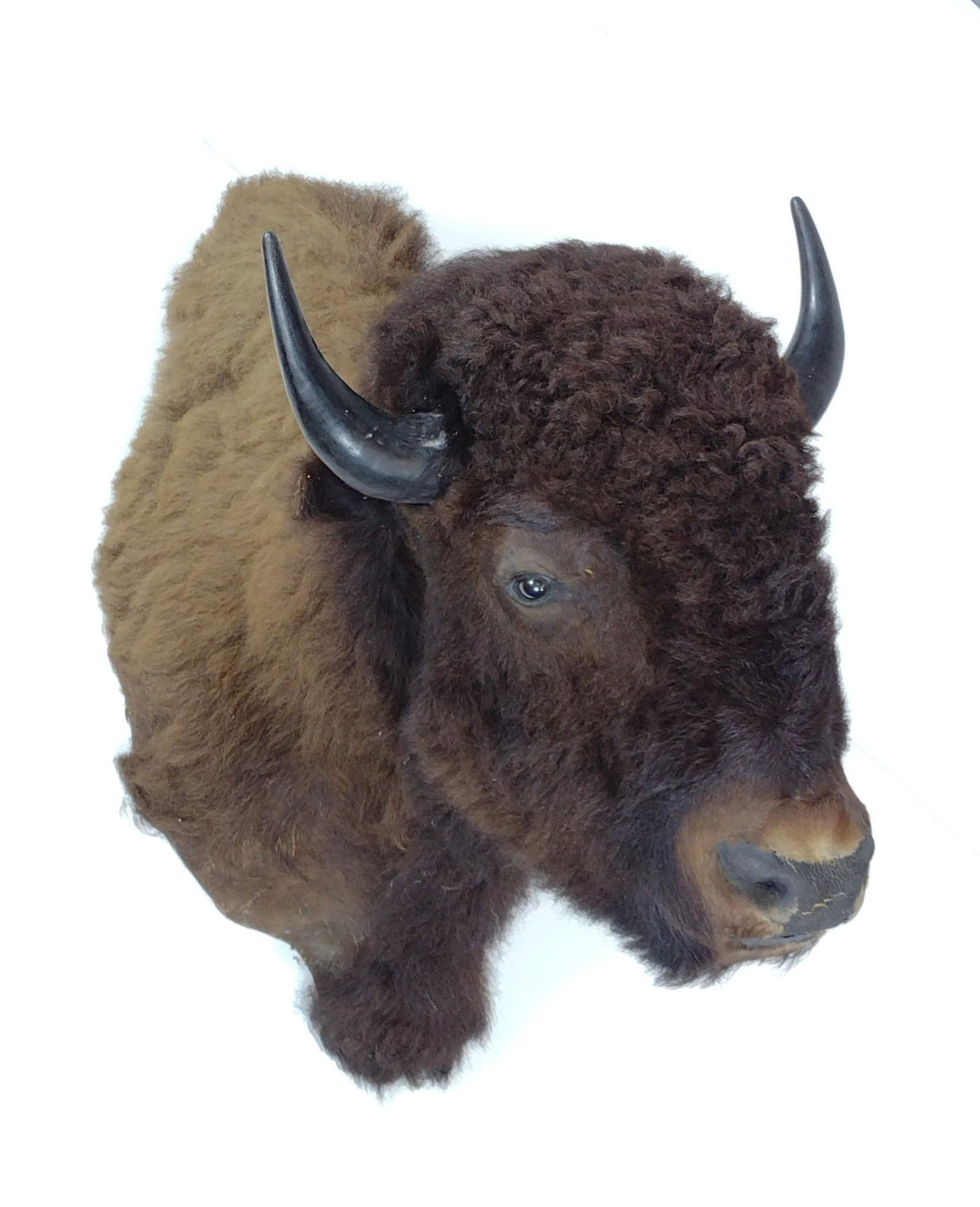 American Buffalo Shoulder Mount: 25" wide X 34" deep X 41" high. 24-1/4" from horn to horn. MG. PC-21. IMPORTANT: Before bidding, please read the terms and conditions. When you registered for the auction you agreed to these terms and