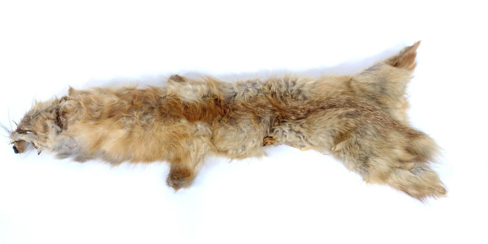 Red Fox Four/Hide: 12" wide X 30" long. MG. IMPORTANT: Before bidding, please read the terms and conditions. When you registered for the auction you agreed to these terms and will be required to comply with them.