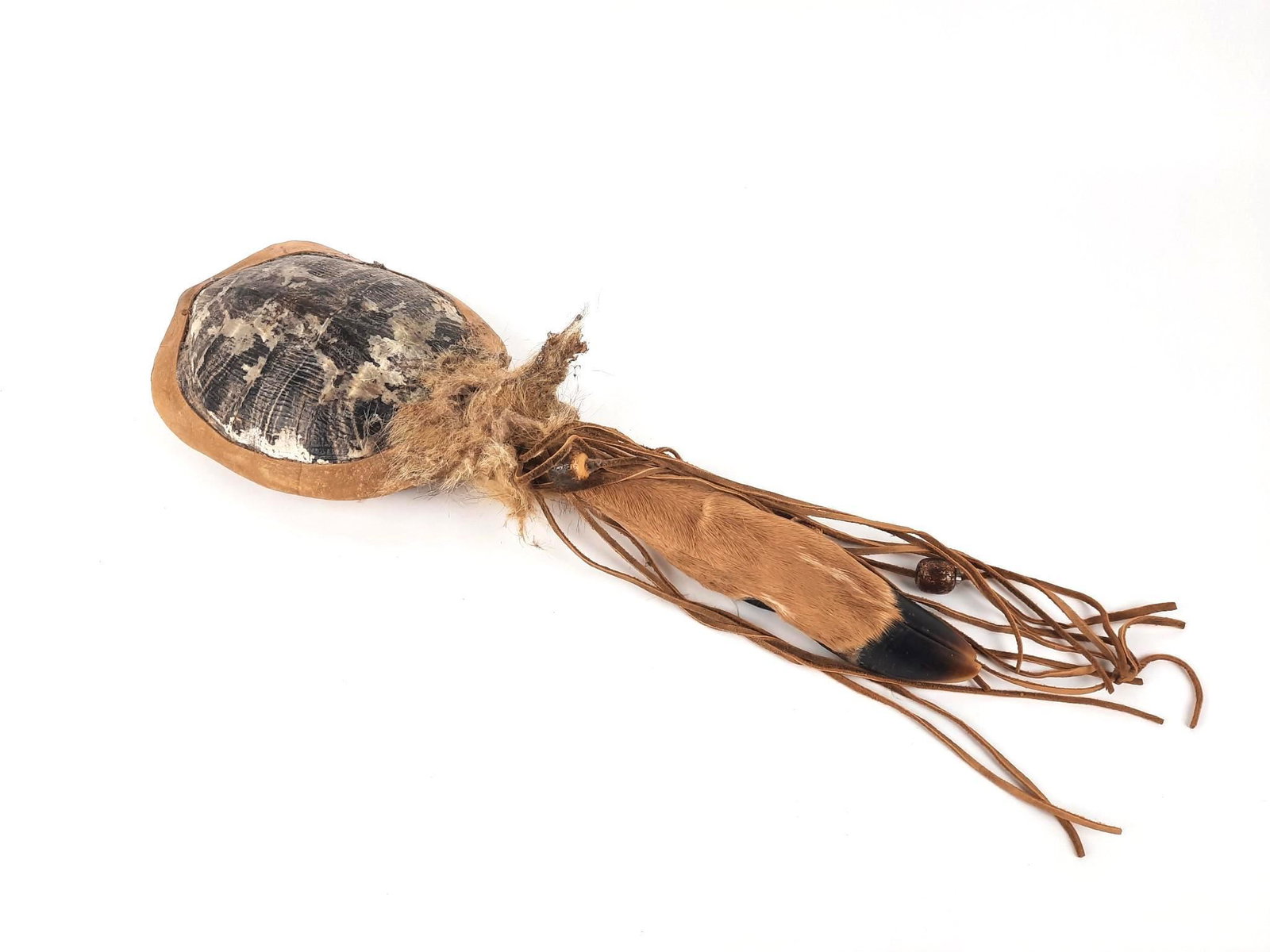 Turtle Rattle with Deer Hoof Handle: Species: Red Eared Slider. 6" wide x 17" long. LR IMPORTANT: Before bidding, please read the terms and conditions. When you registered for the auction you agreed to these terms and will be required to