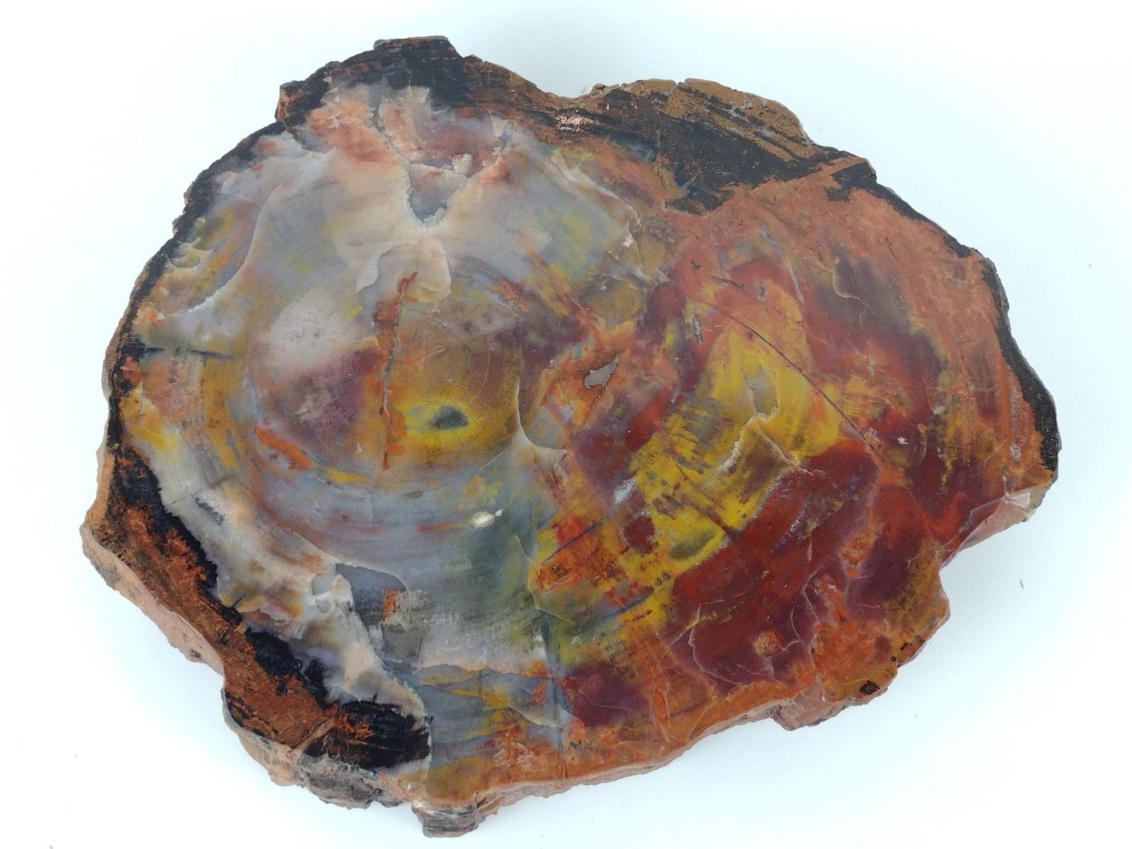 15" Petrified Wood Slab (1 of 3)
