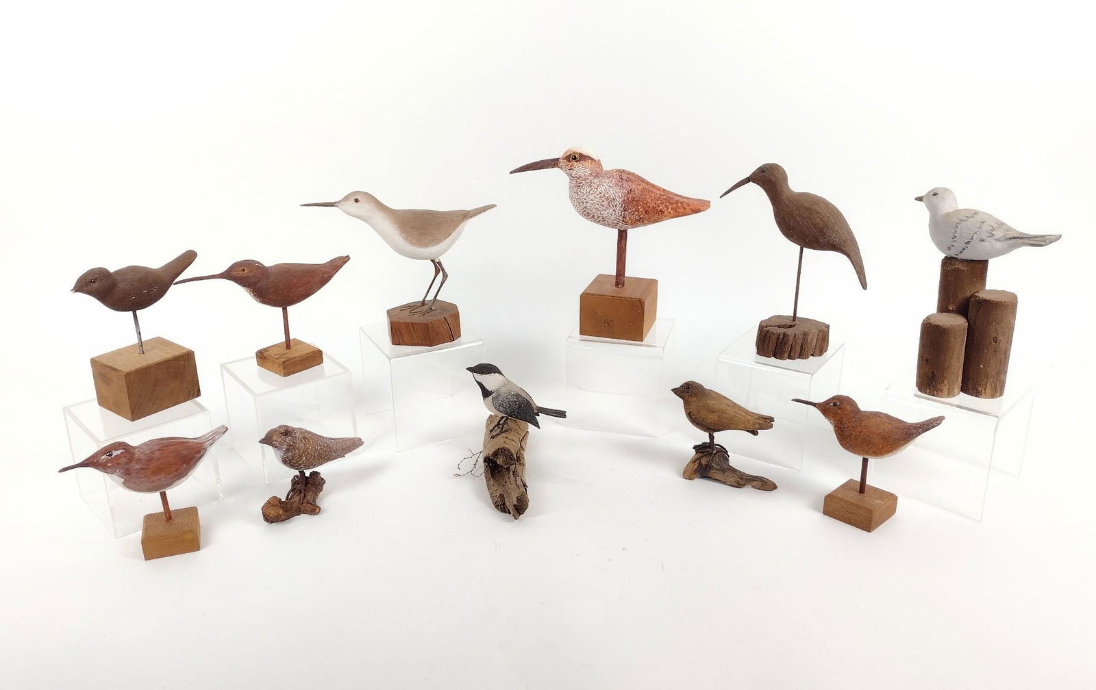 11 Shore Birds (1 of 2)