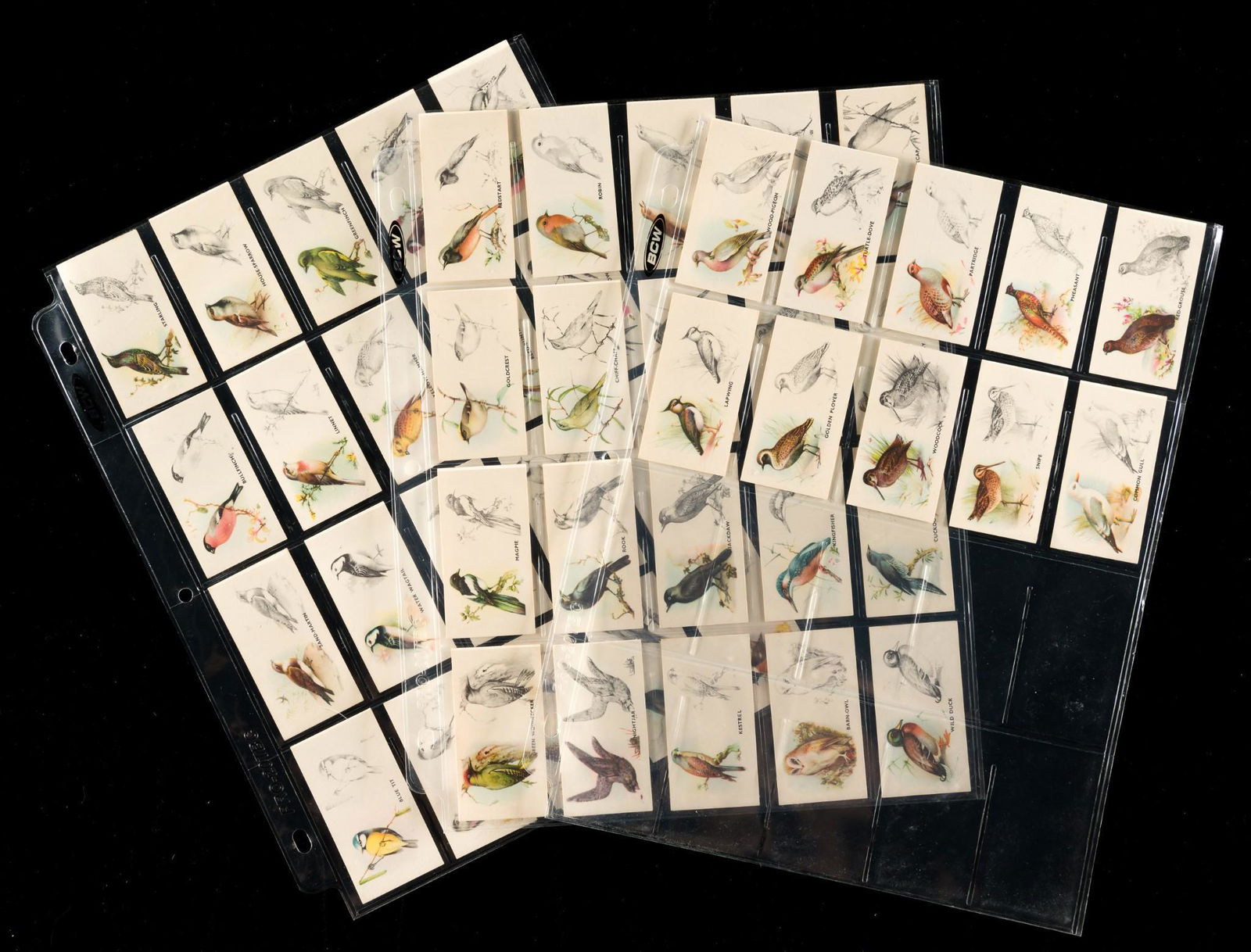 Bird Paintings Cigarette Cards (1 of 3)