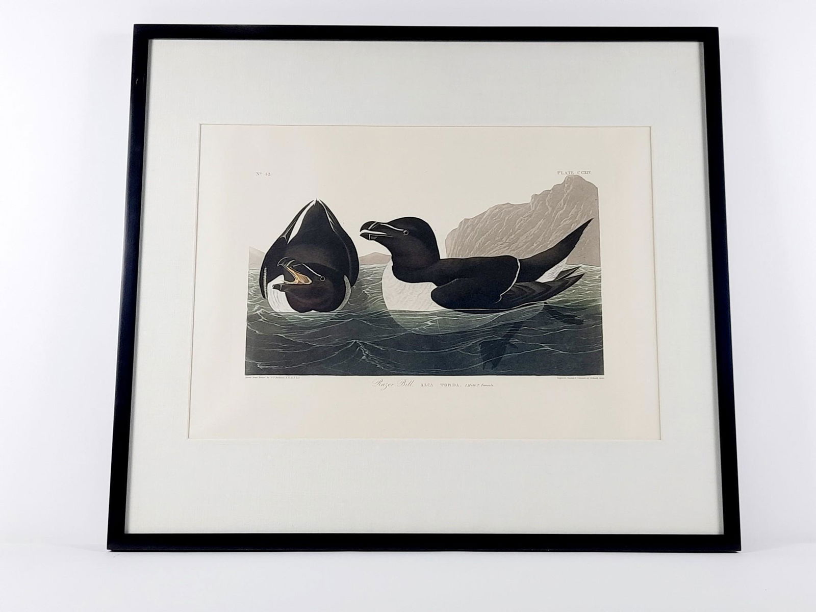 John James Audubon Razor Bill Amsterdam Print (1 of 7)