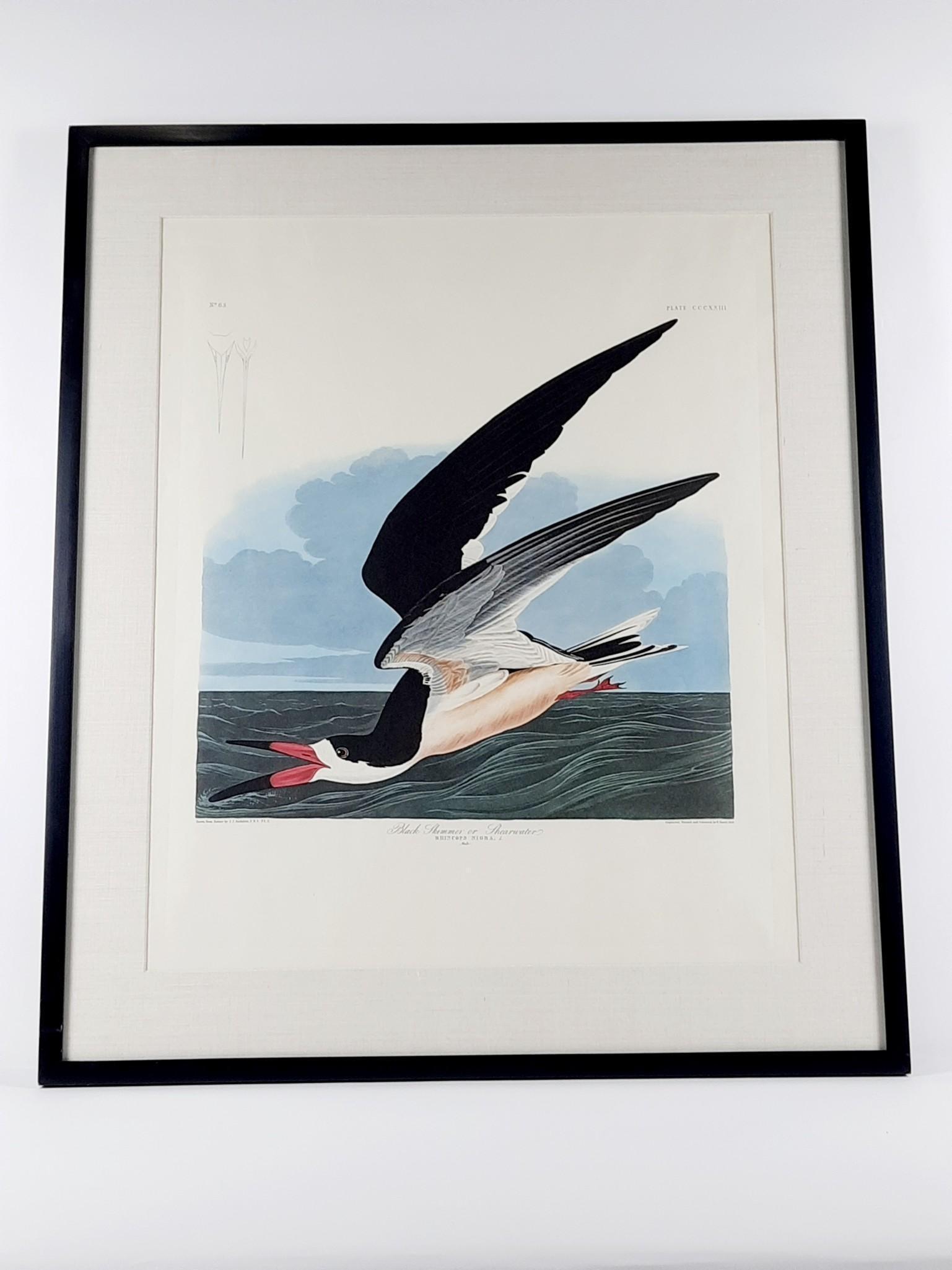 John James Audubon Black Skimmer Amsterdam Print (1 of 8)