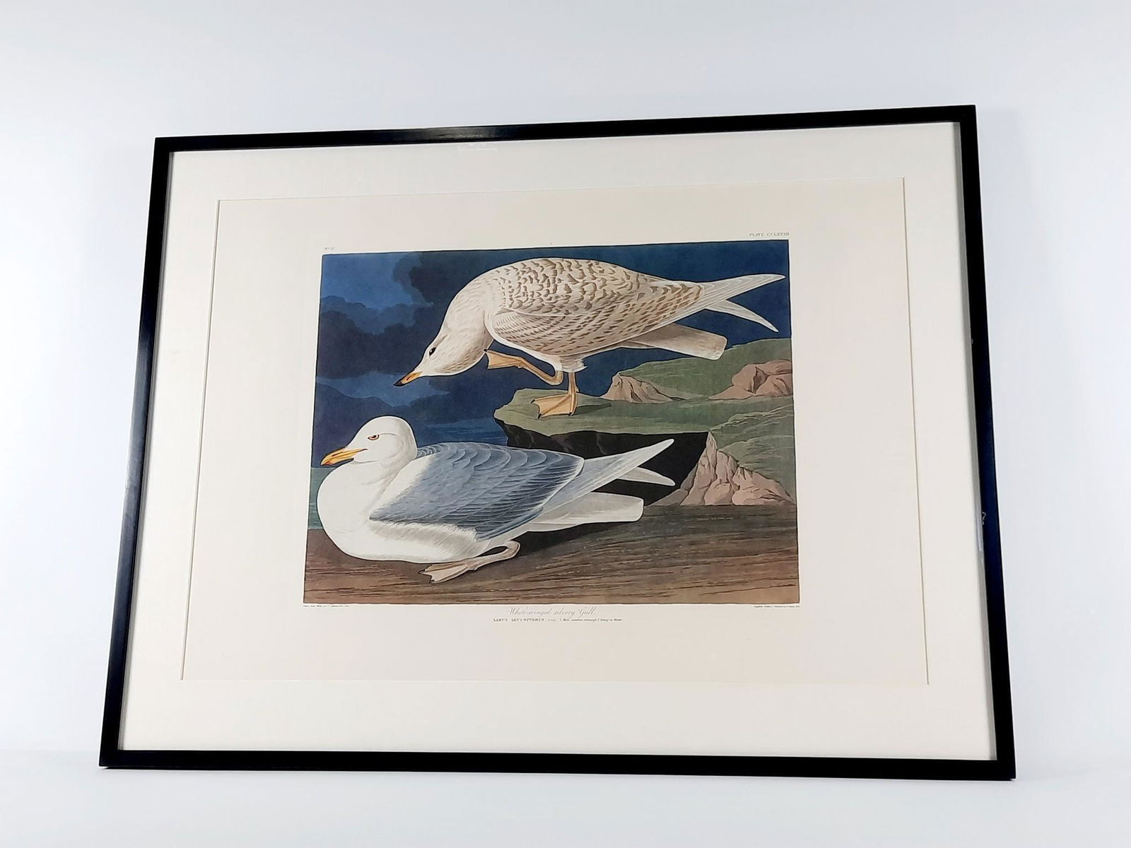 John James Audubon White Winged Silvery Gull Amsterdam Print (1 of 8)