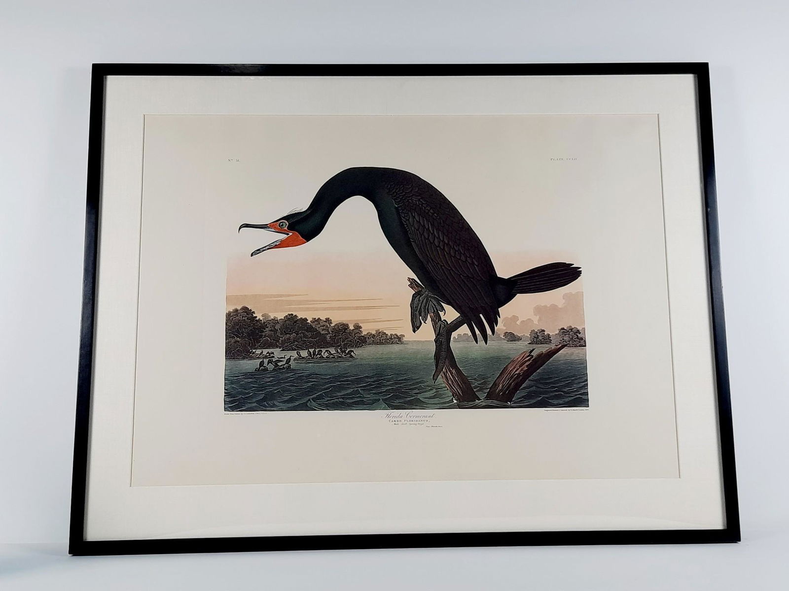 John James Audubon Florida Cormorant Amsterdam Print (1 of 7)
