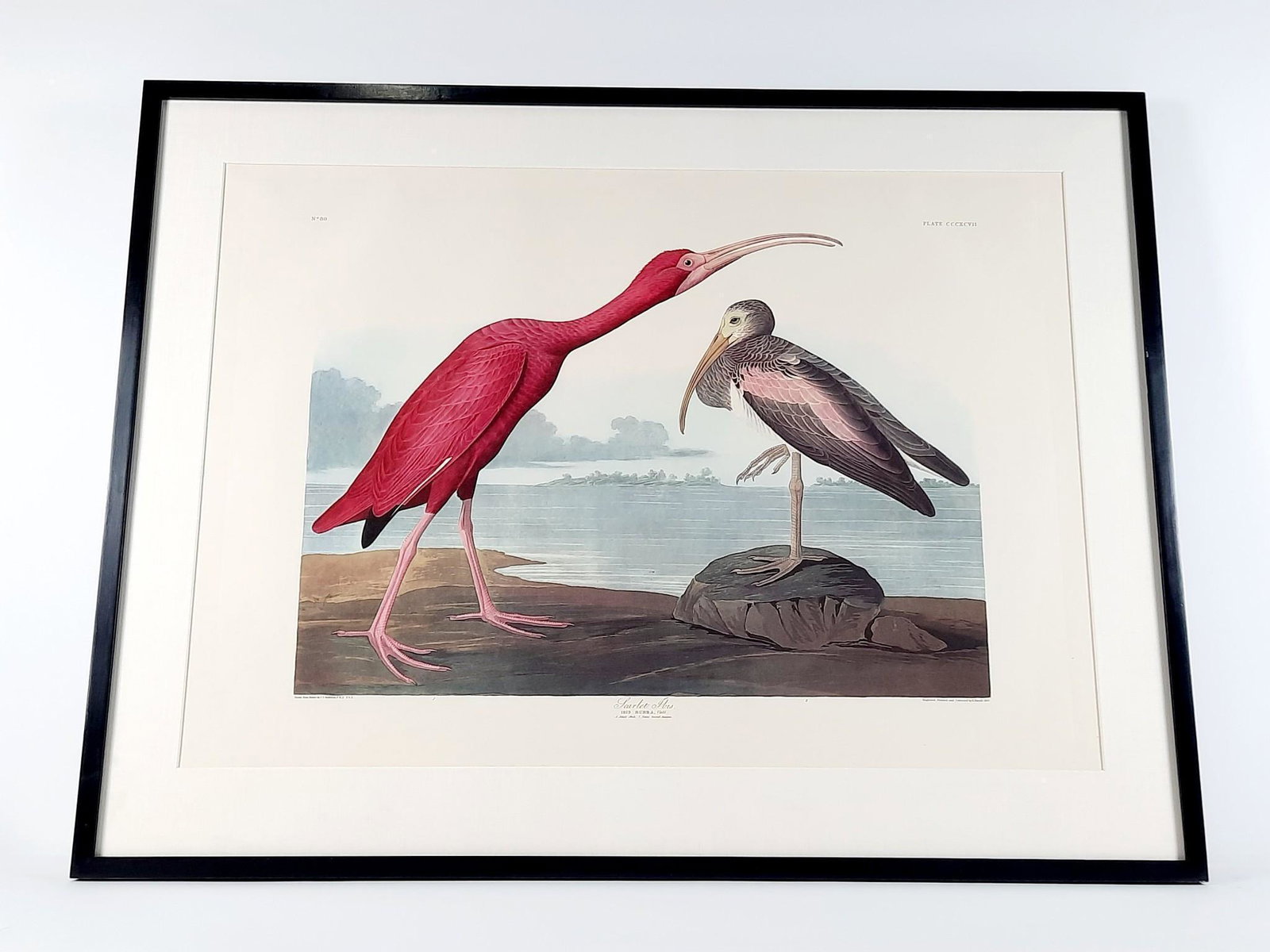 John James Audubon Scarlet Ibis Amsterdam Print (1 of 8)