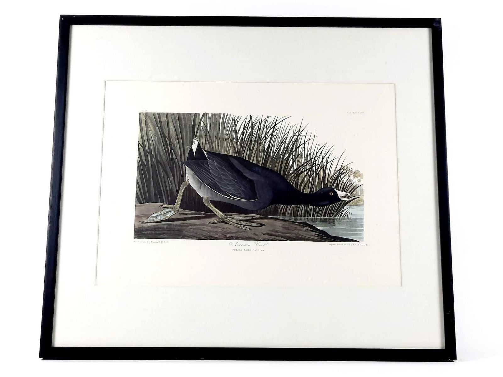 John James Audubon American Coot Amsterdam Print (1 of 8)