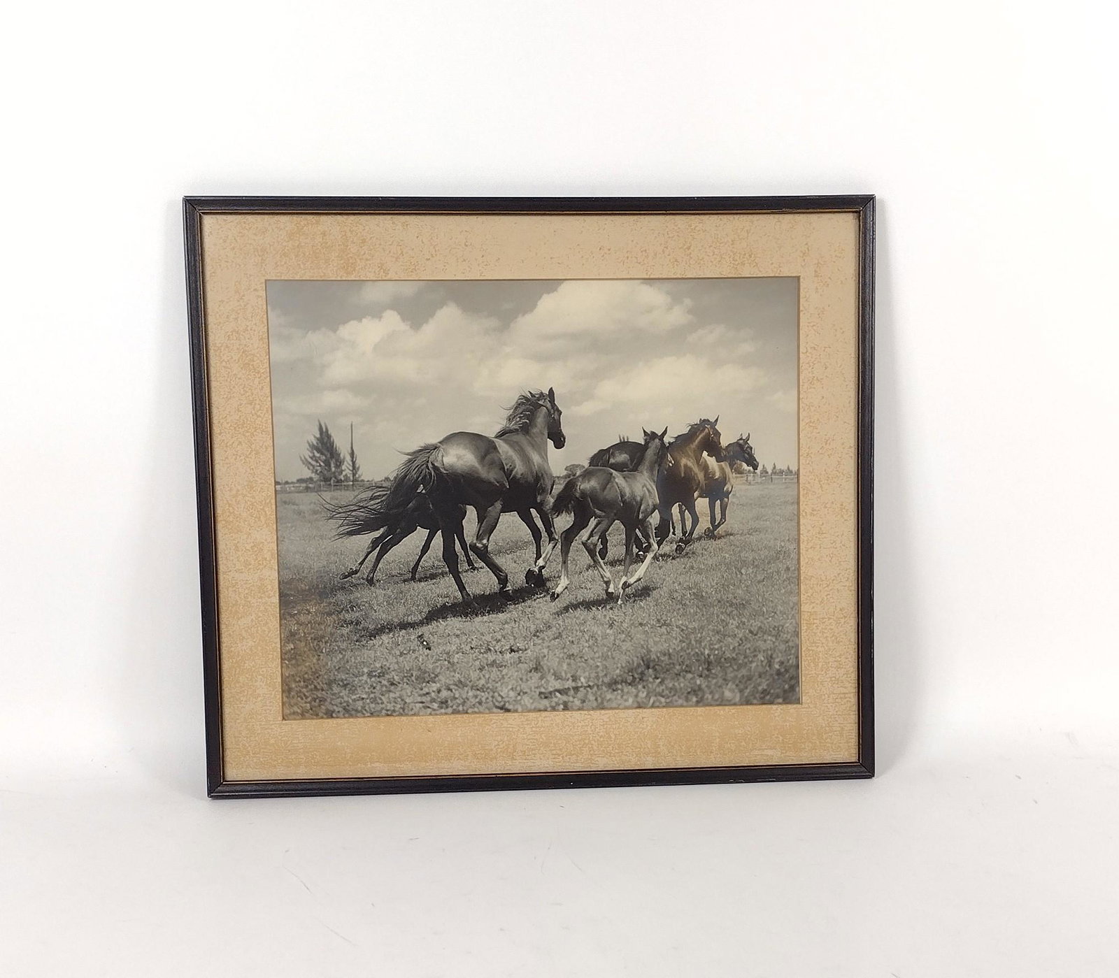 Antique Photograph of Horses: Enlarged photograph. Overall with frame 18-3/4" high X 21" wide. MEG Provenance: From the estate of Mary Trost who last resided in the multi generational family home located in Clarks Valley, Dauphin 