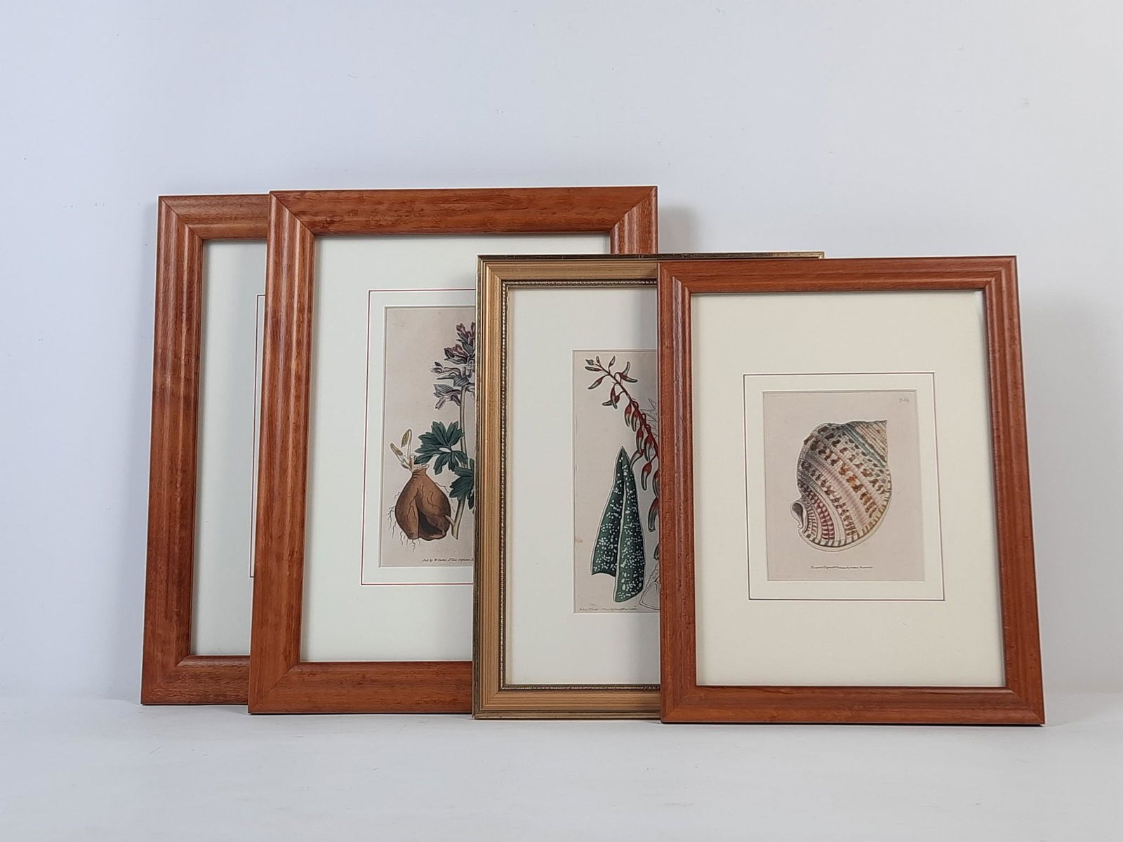 4 Book Plates incl William and Thomas Curtis (1 of 7)