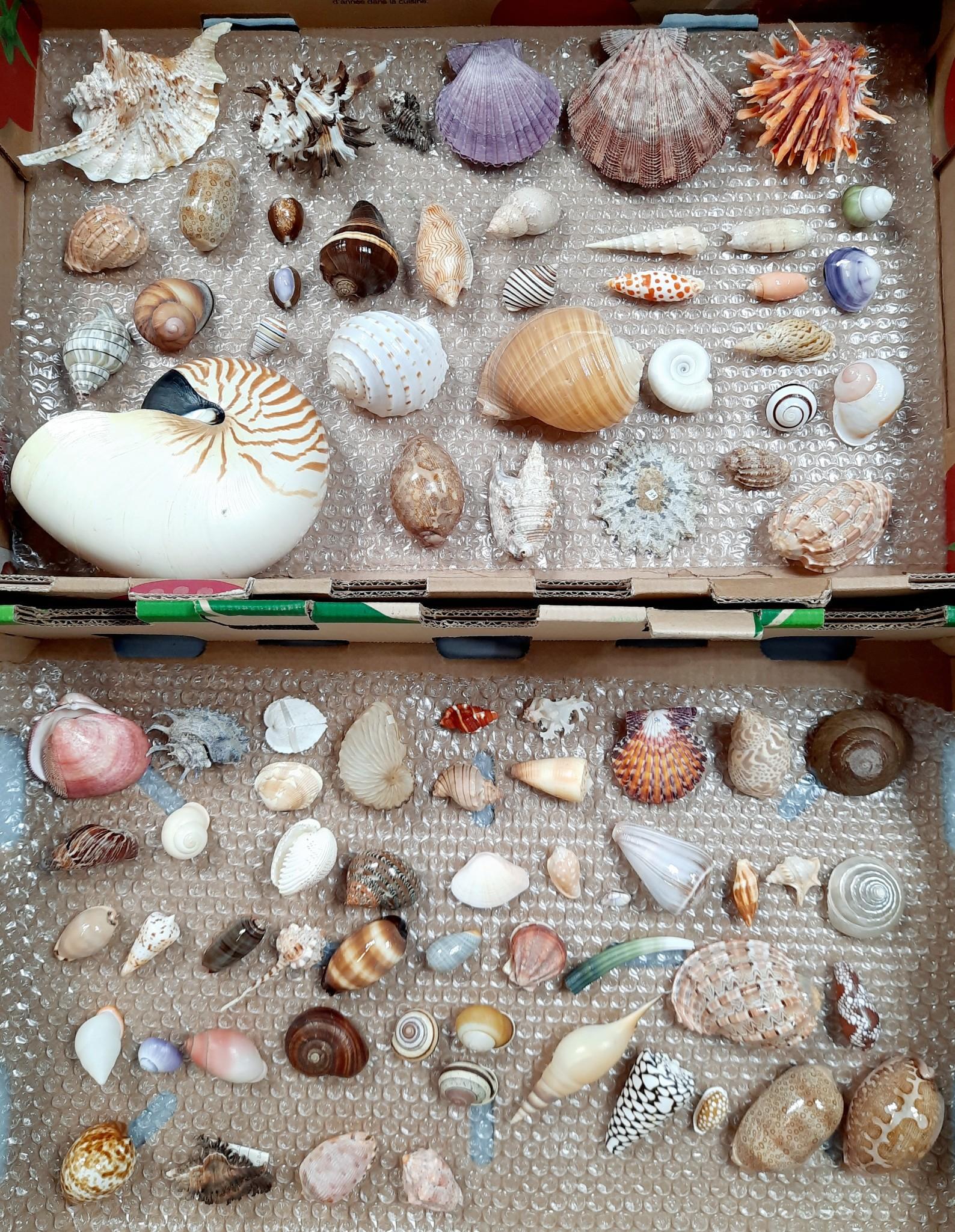 84 Seashells with Collectors Notes: Number 57 on collectors notes not included. LR From the estate of Robert Harman. IMPORTANT: Before bidding, please read the terms and conditions. When you registered for the auction you agreed to thes
