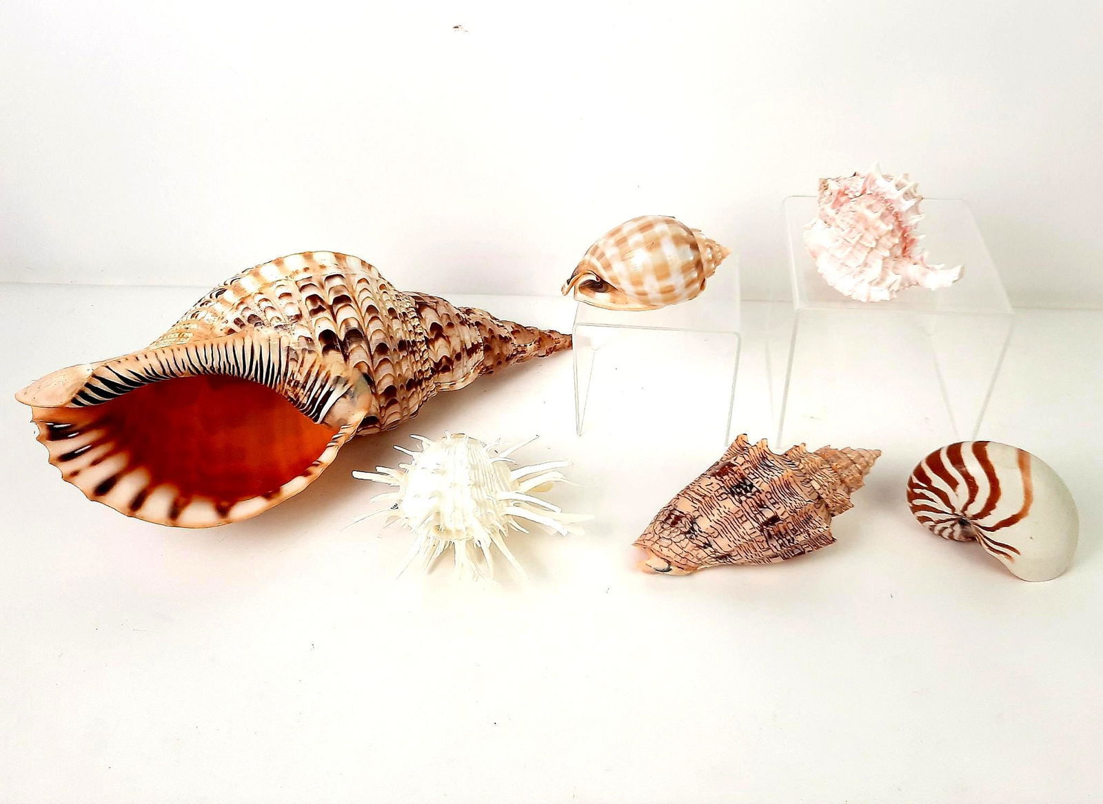 6 Large Seashells incl Spondylus Americanus (1 of 3)