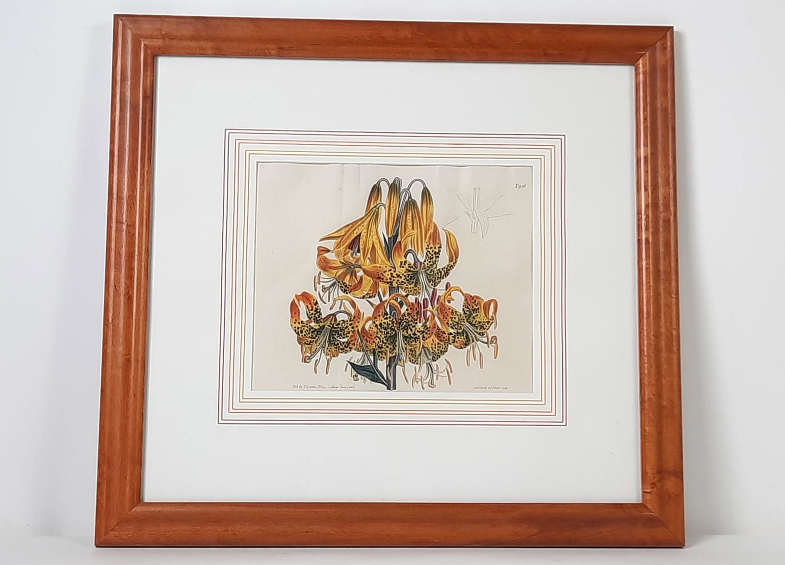 Thomas Curtis "Superb Lily" Book Plate No. 936 (1 of 4)