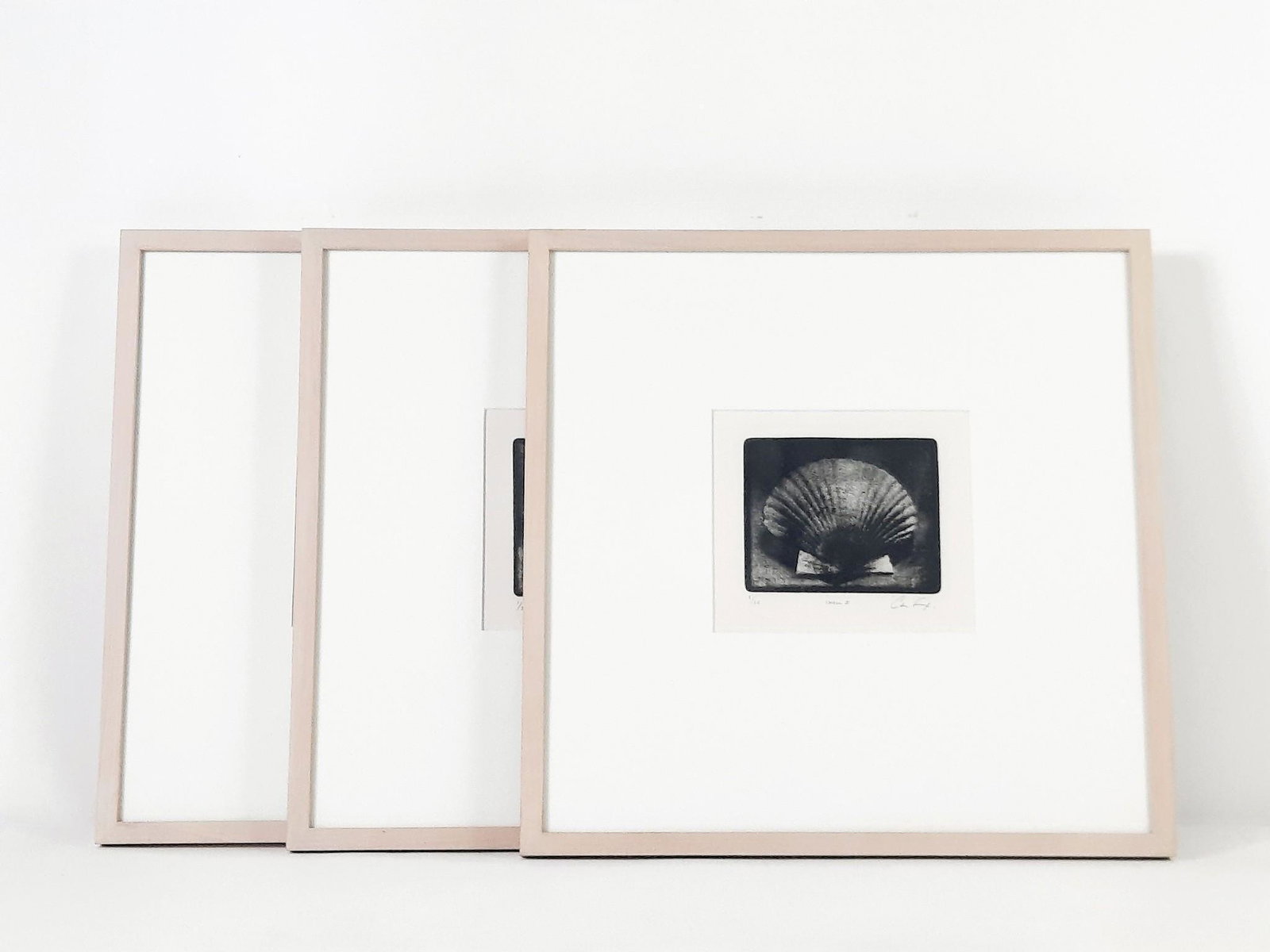 3 Carson Fox Shell Ltd Ed Prints (1 of 10)