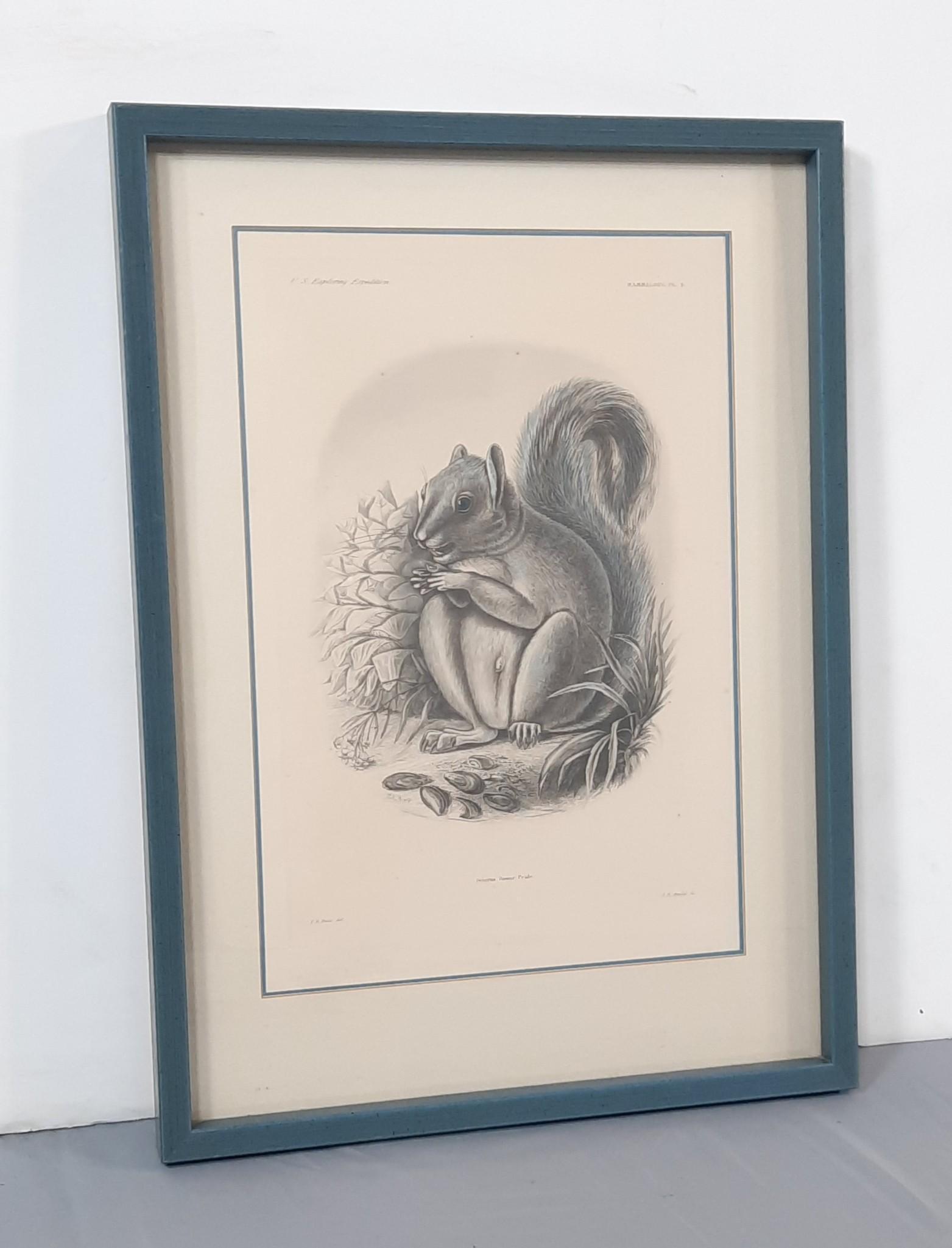 T. R. Peale "Seiurus Fossor" Squirrel Print: Titian Ramsay Peale was an American artist, naturalist, and explorer from Philadelphia, Pennsylvania. He was a scientific illustrator whose paintings and drawings of wildlife are known for their beaut