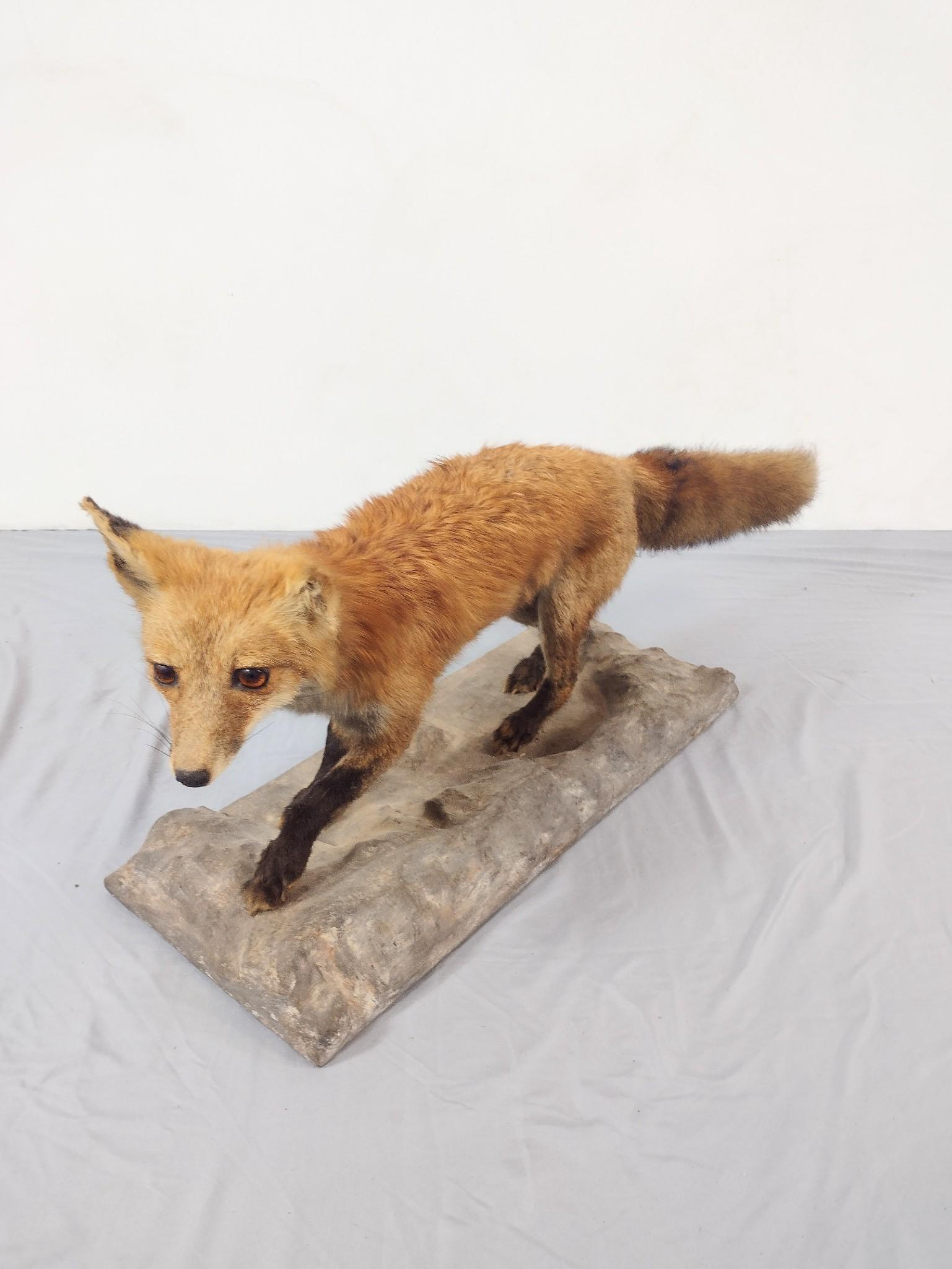 Fox Taxidermy Mount (1 of 7)