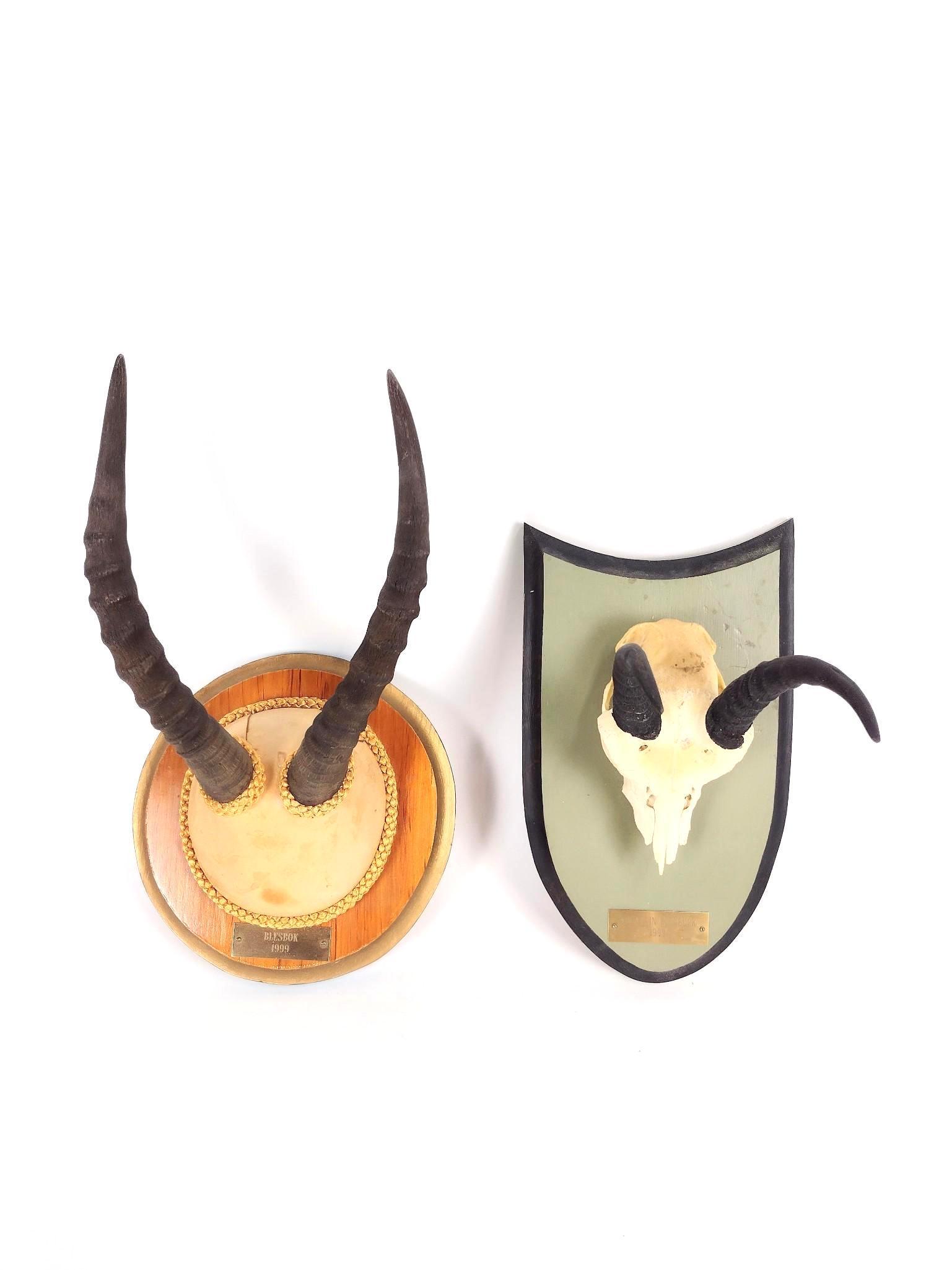 Blesbok + Mountain Reedbuck Horns (1 of 7)