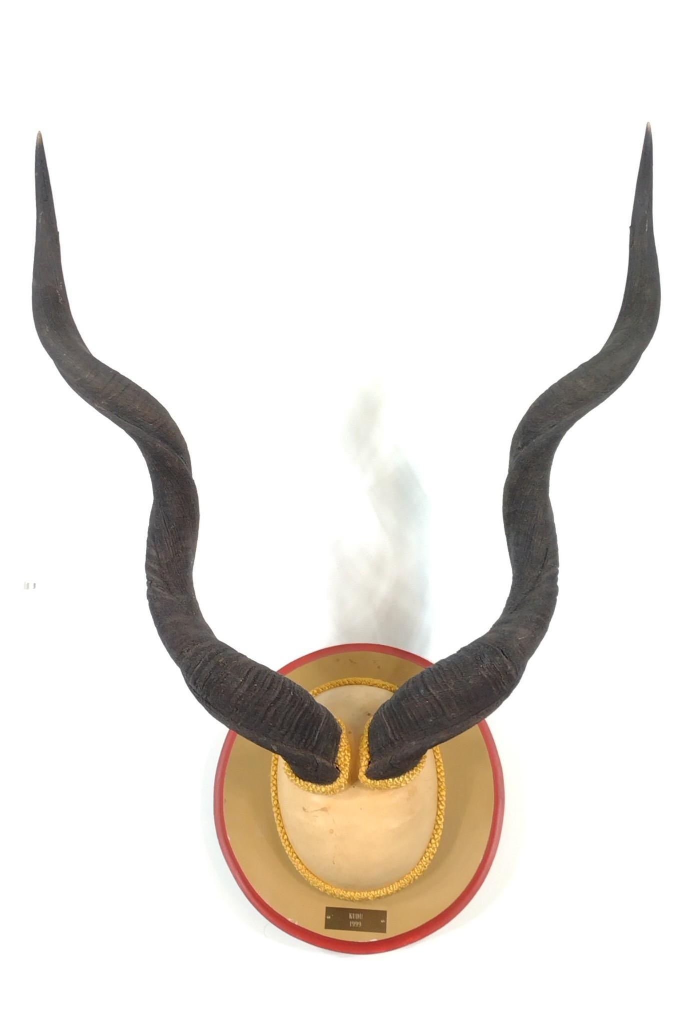 Kudu Horn Mount (1 of 4)
