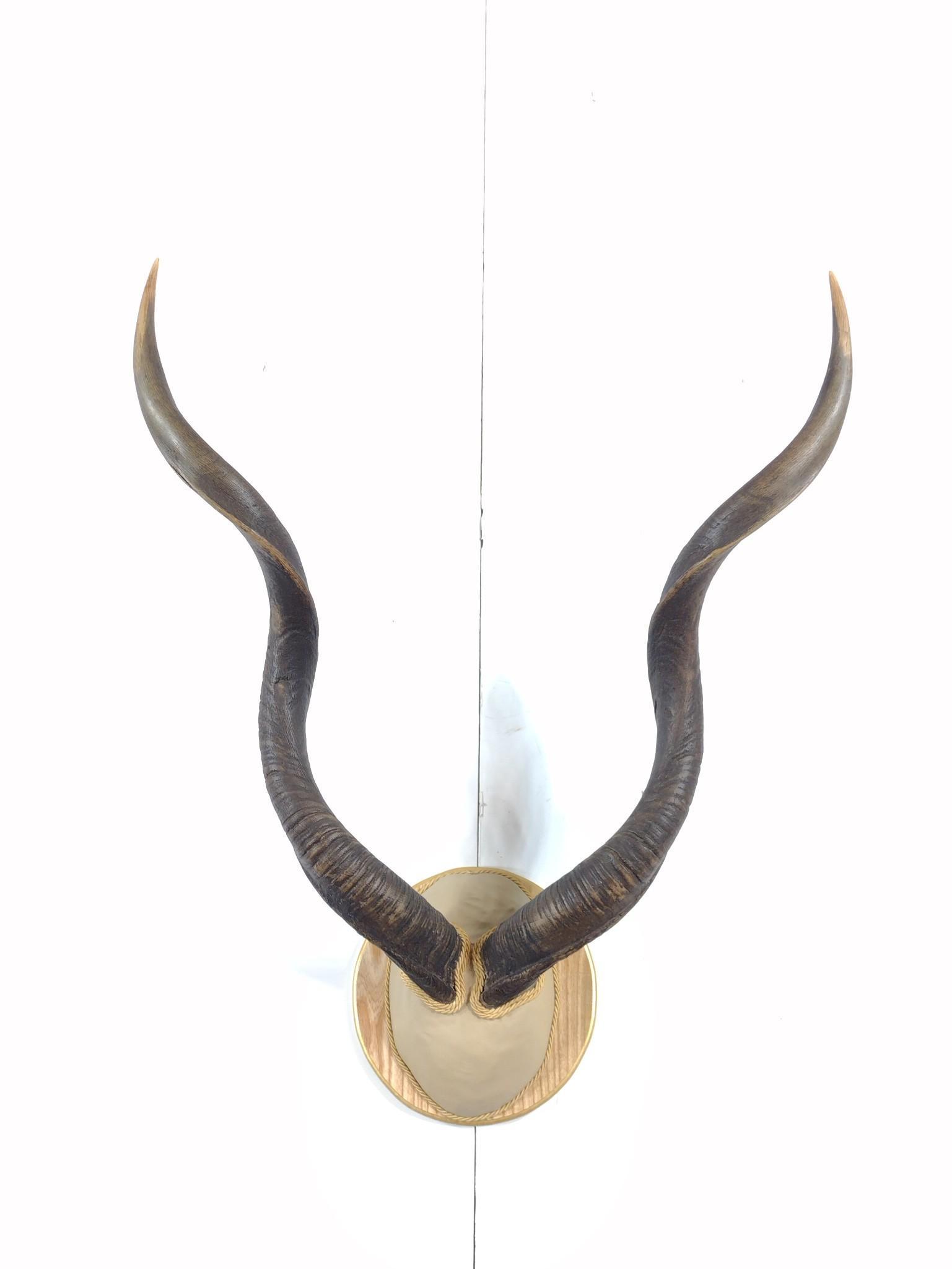 Kudu Horn Mount (1 of 3)