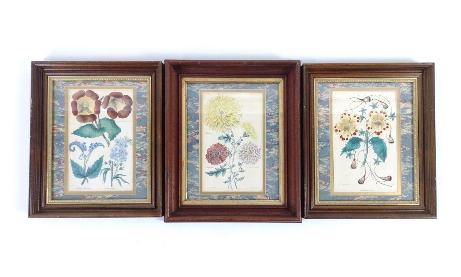 3 J & J Parkin Botanical Prints (1 of 9)