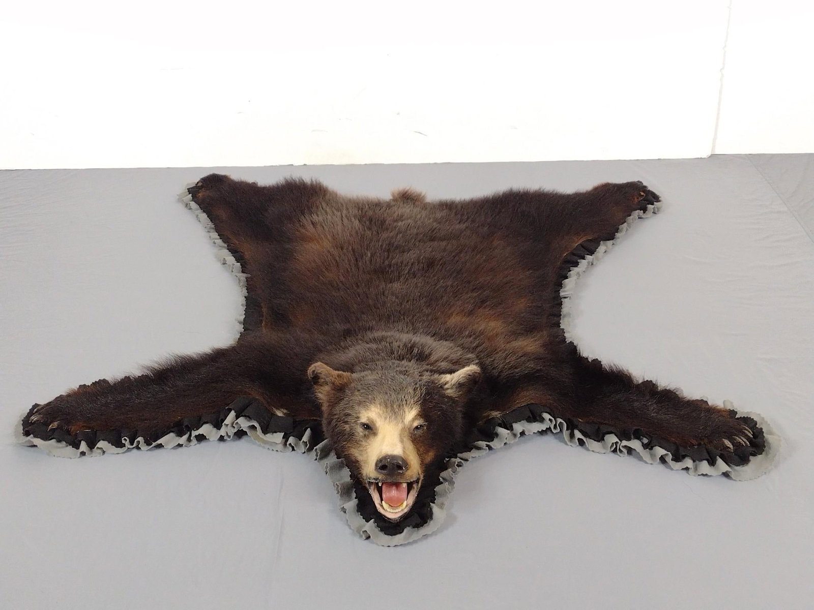 Bear Skin Rug: 60" long X 58" wide. MG.