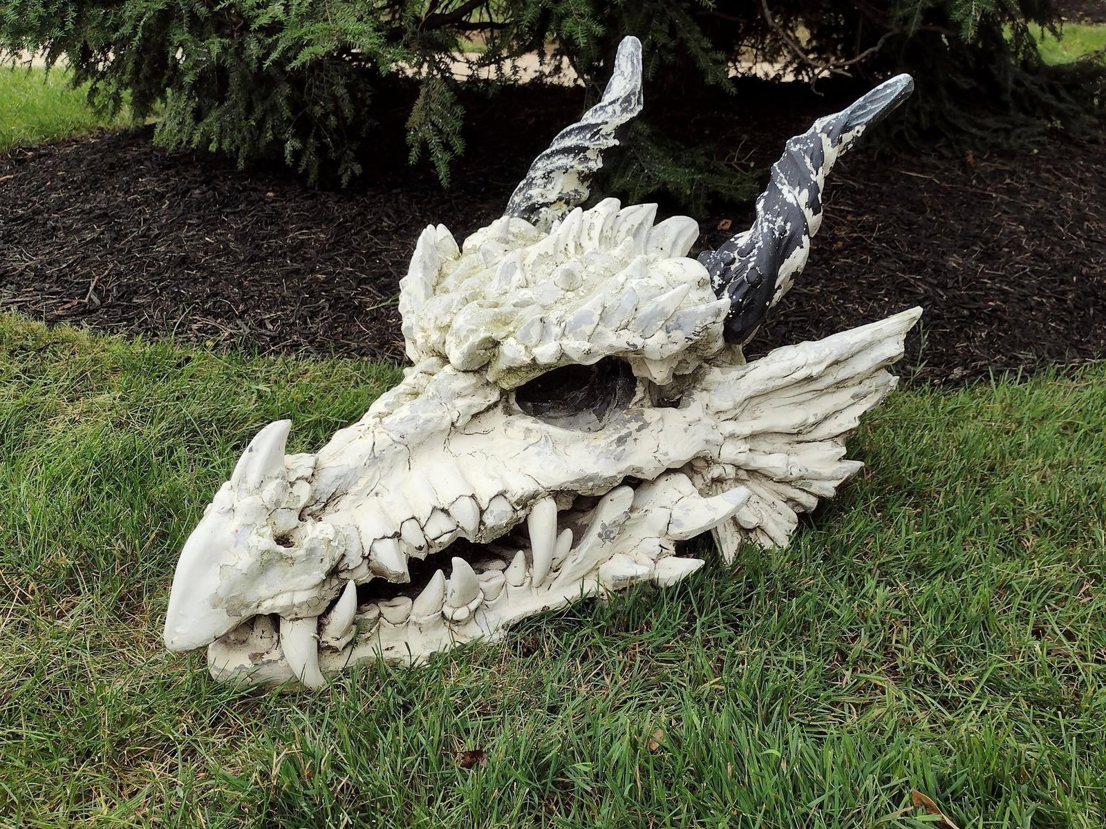 Fiberglass Dragon Skull Sculpture: Horns are detachable. 20" wide X 25" deep X 14" high. Has paint loss. MG.
