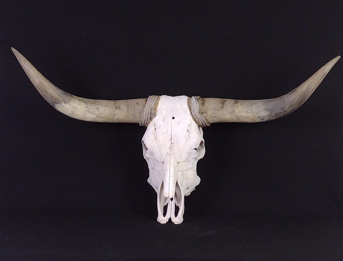 Steer Skull with Horns (1 of 6)