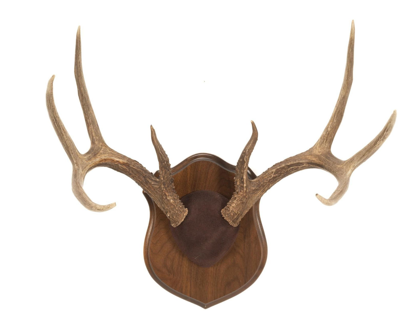 8 Point Whitetail Deer Antler Mount (1 of 4)