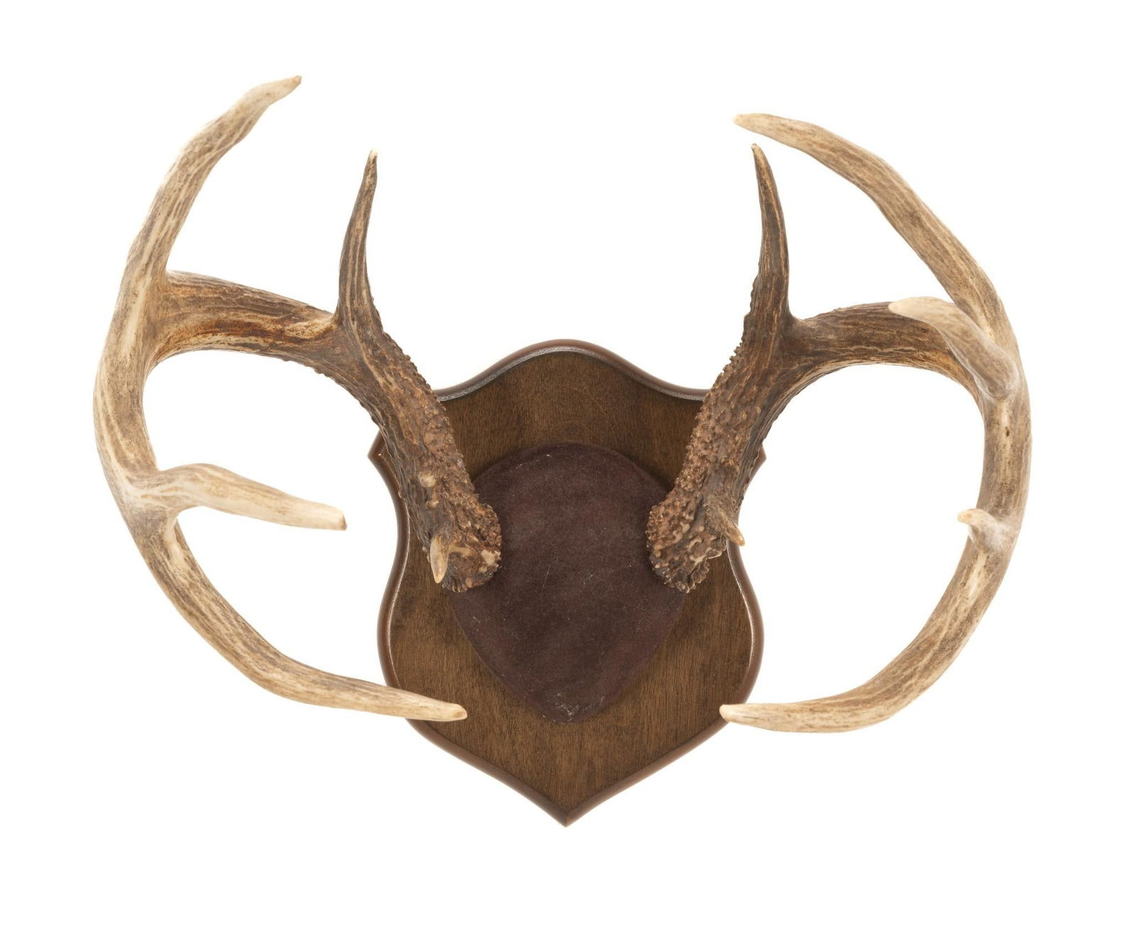 11 Point Whitetail Deer Antler Mount (1 of 4)