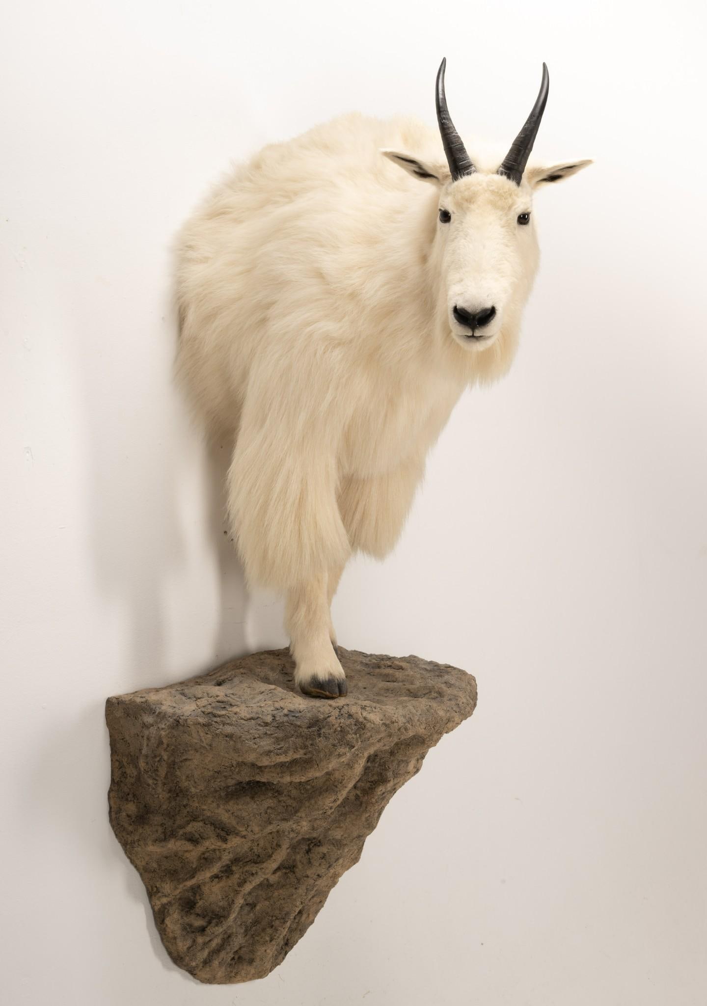 Mountain Goat Half Mount (1 of 5)