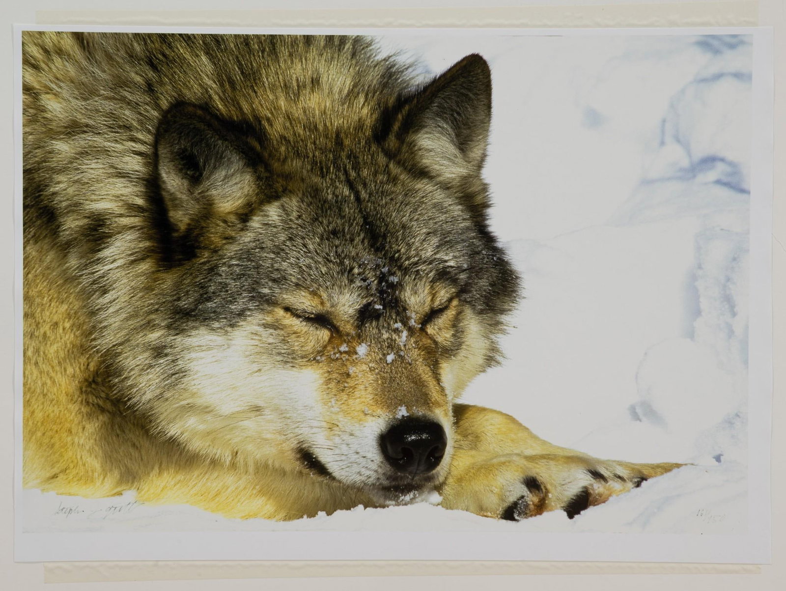 Steve Gettle "Snowy Wolf" Ltd Ed Photograph: NOT ELIGIBLE FOR IN-HOUSE SHIPPING. Steve Gettle is a professional nature photographer. He teaches nature photography through seminars, workshops and photo tours around the globe. Edition number 161 /