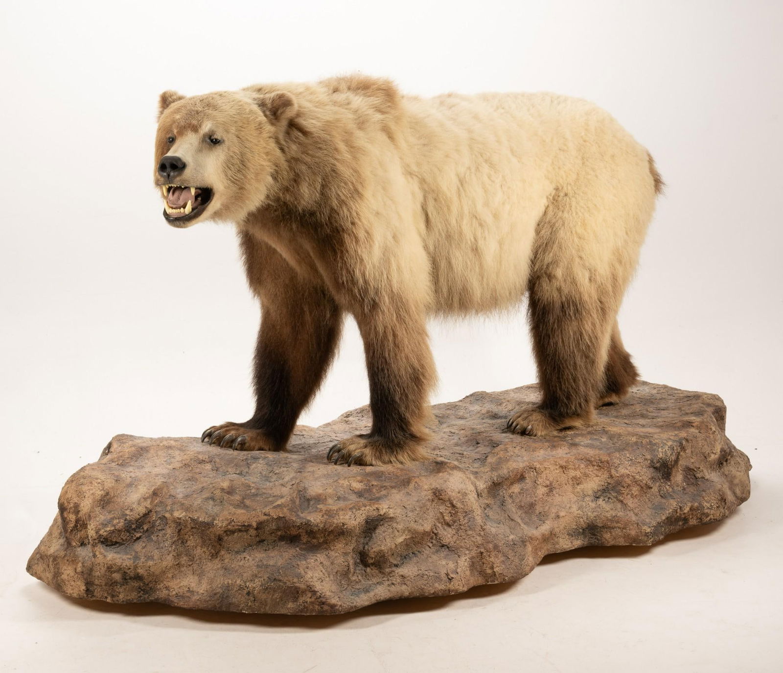 Grizzly Bear Full Mount (1 of 5)