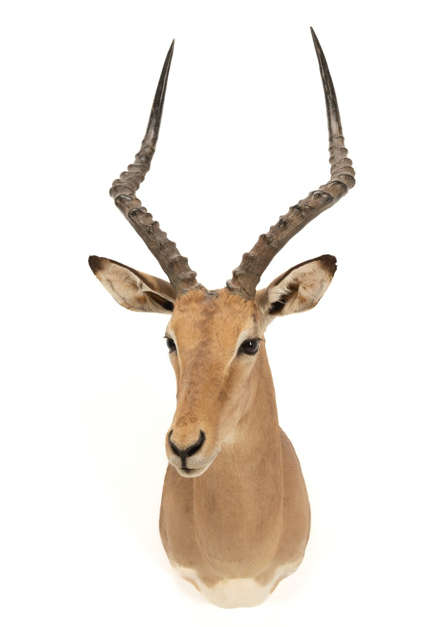 Impala Shoulder Mount (1 of 5)