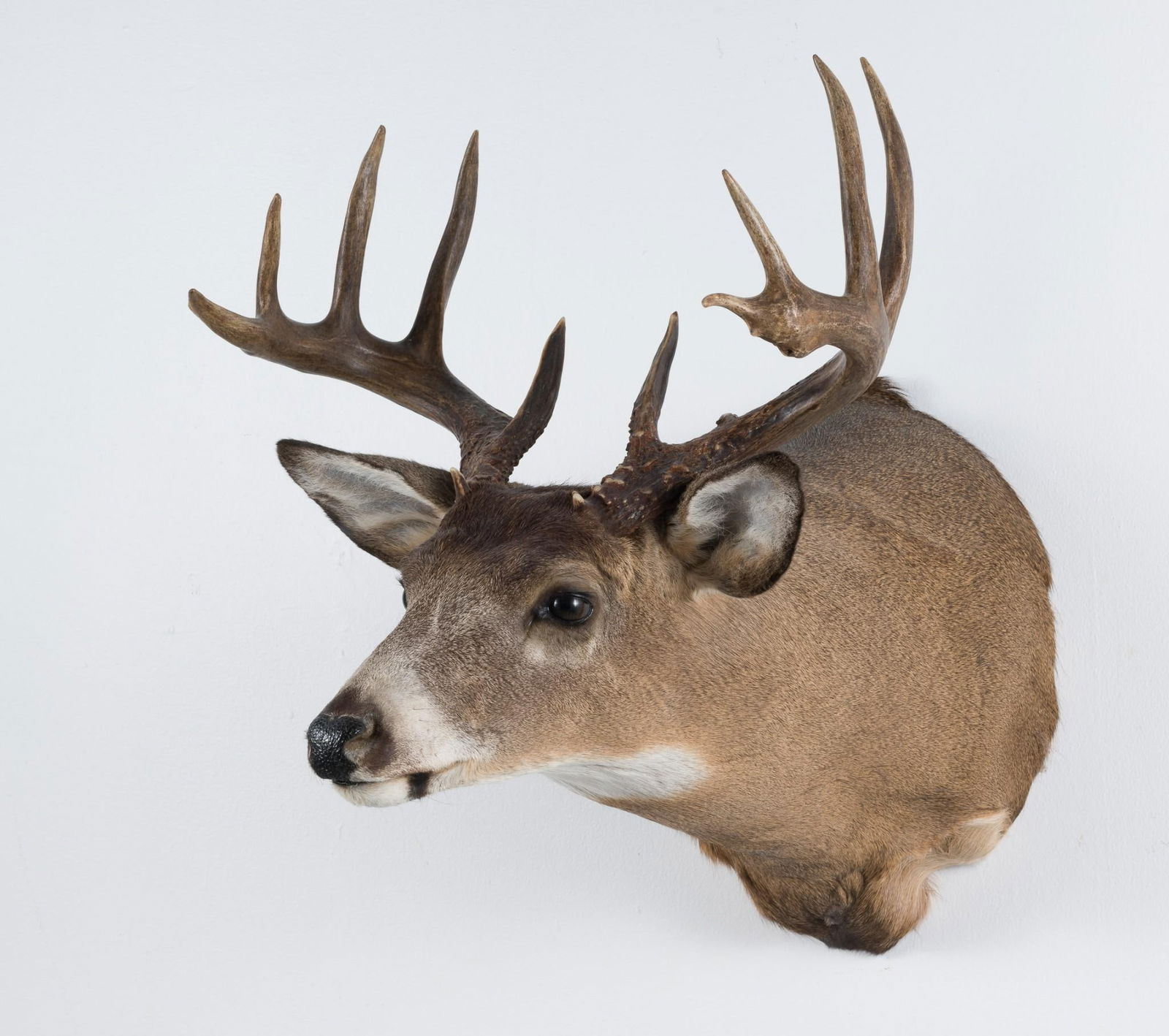 11 Point Whitetail Deer Shoulder Mount (1 of 5)
