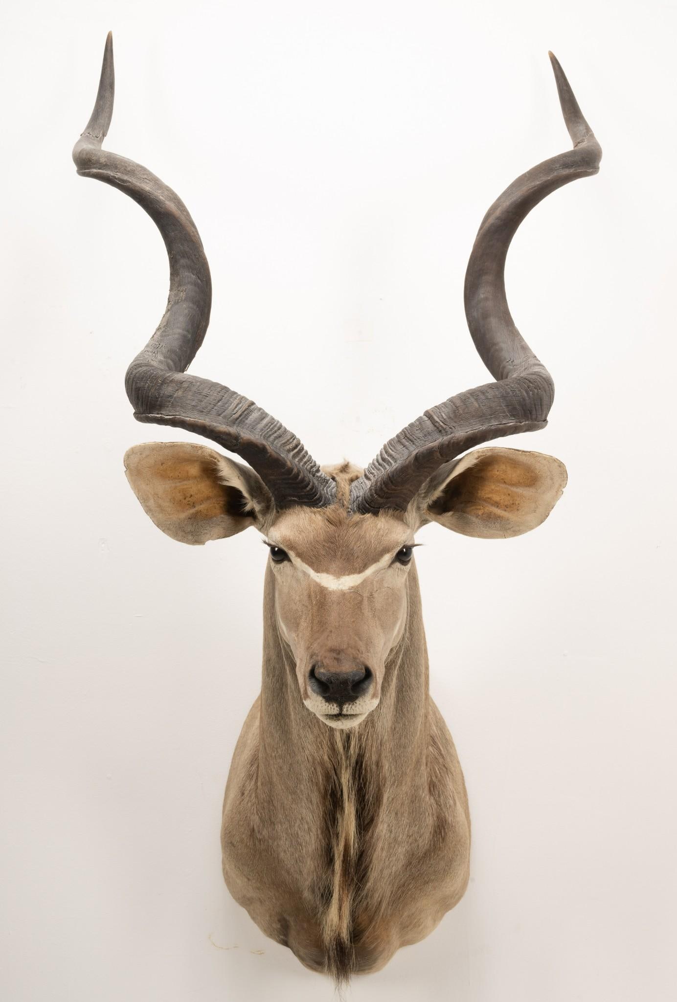 Greater Kudu Shoulder Mount (1 of 5)