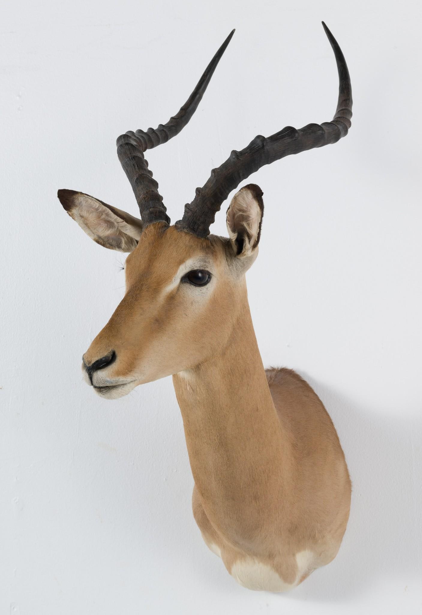 Impala Shoulder Mount (1 of 5)