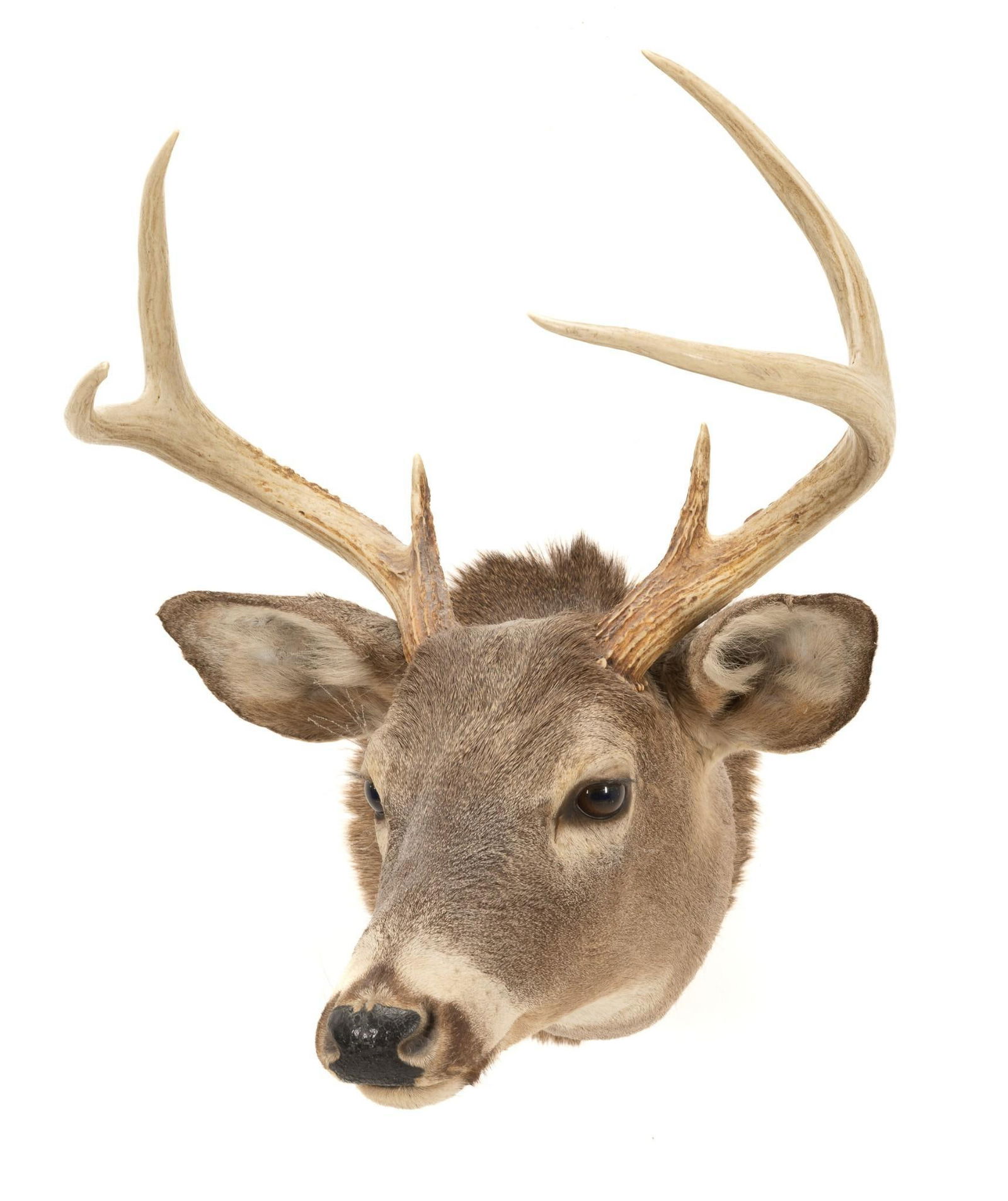 6 Point Whitetail Deer Shoulder Mount (1 of 5)
