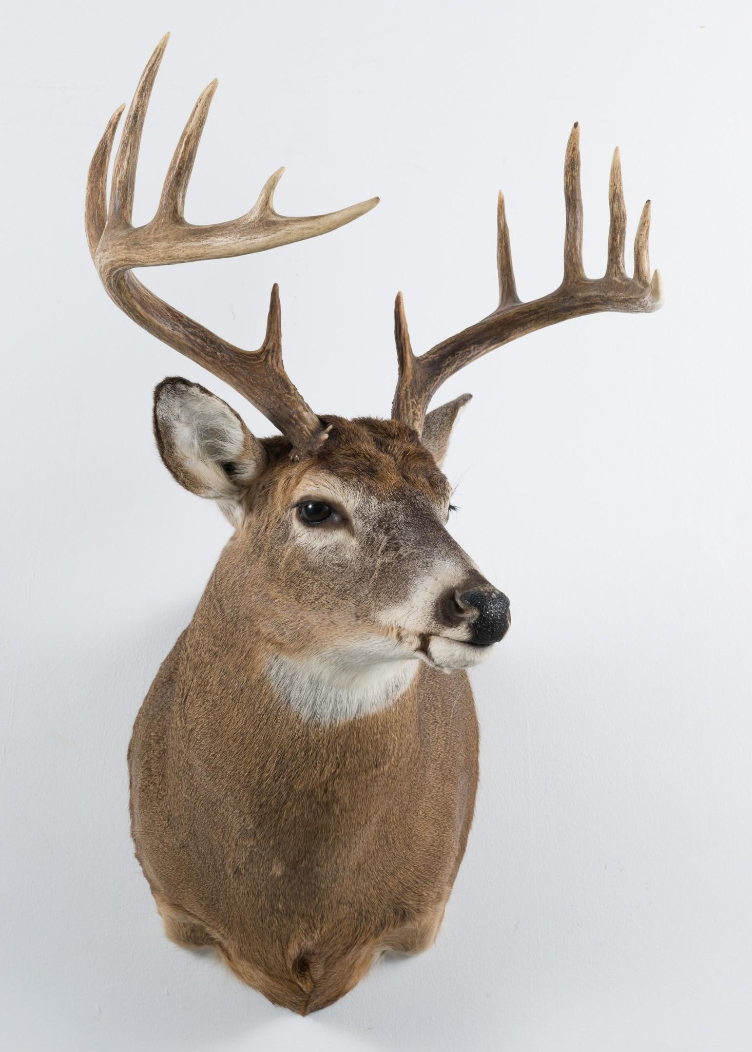 11 Point Whitetail Deer Shoulder Mount (1 of 4)